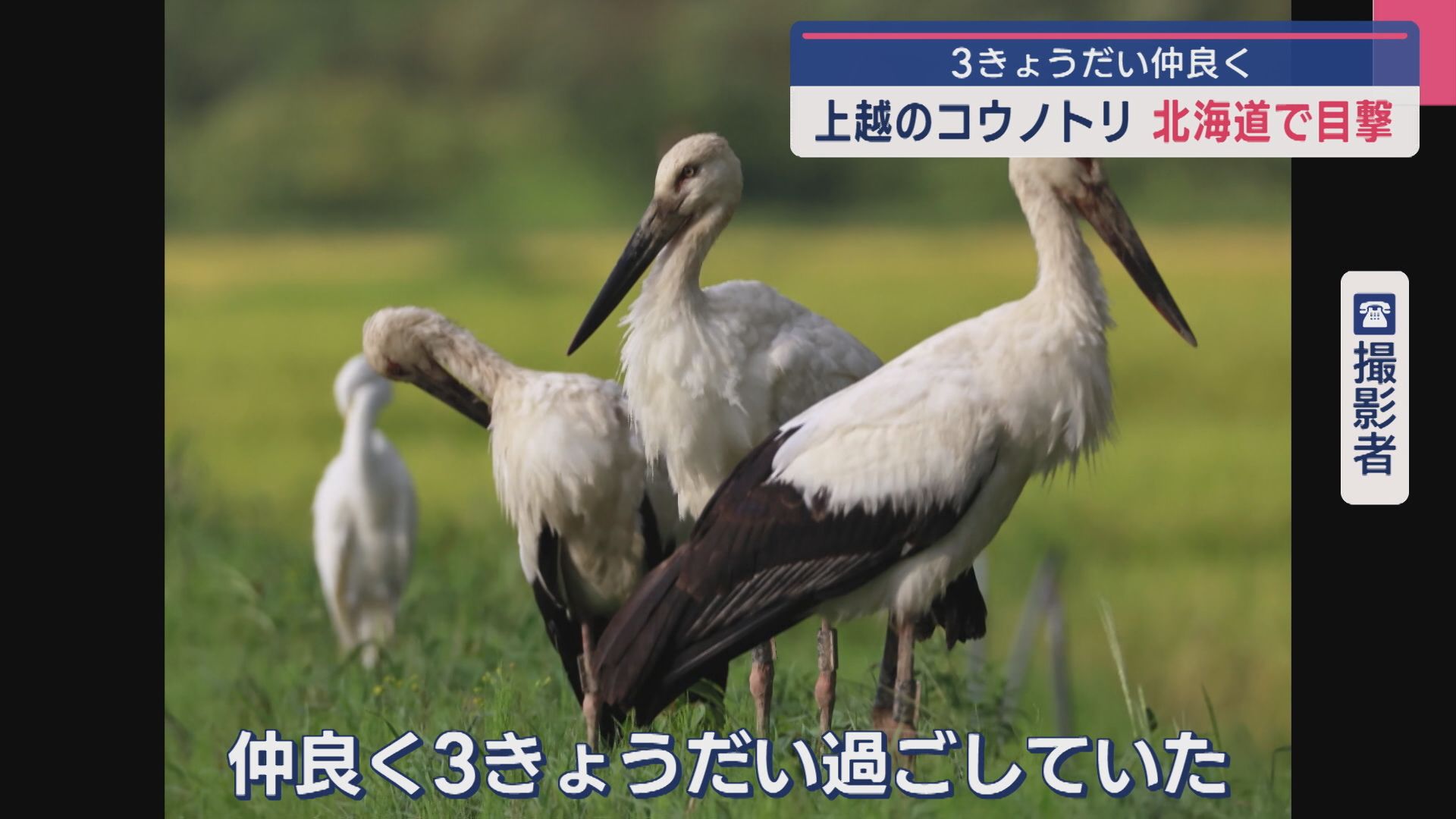 3きょうだい仲良く 上越市の「コウノトリ」北海道で目撃【新潟】
