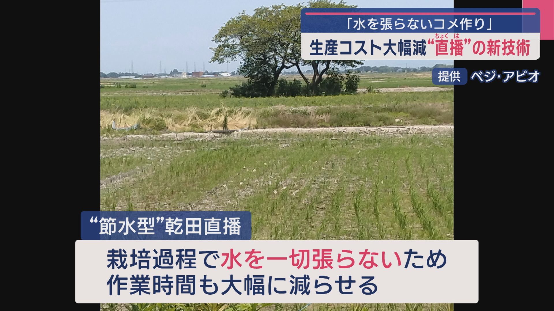 “水を張らないコメ作り” 生産コスト大幅減「直播」の新技術【新潟】