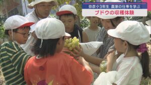 児童がブドウ「ロザリオビアンコ」の収穫で農家の仕事を学ぶ【新潟･弥彦村】 2025年09月16日(火)