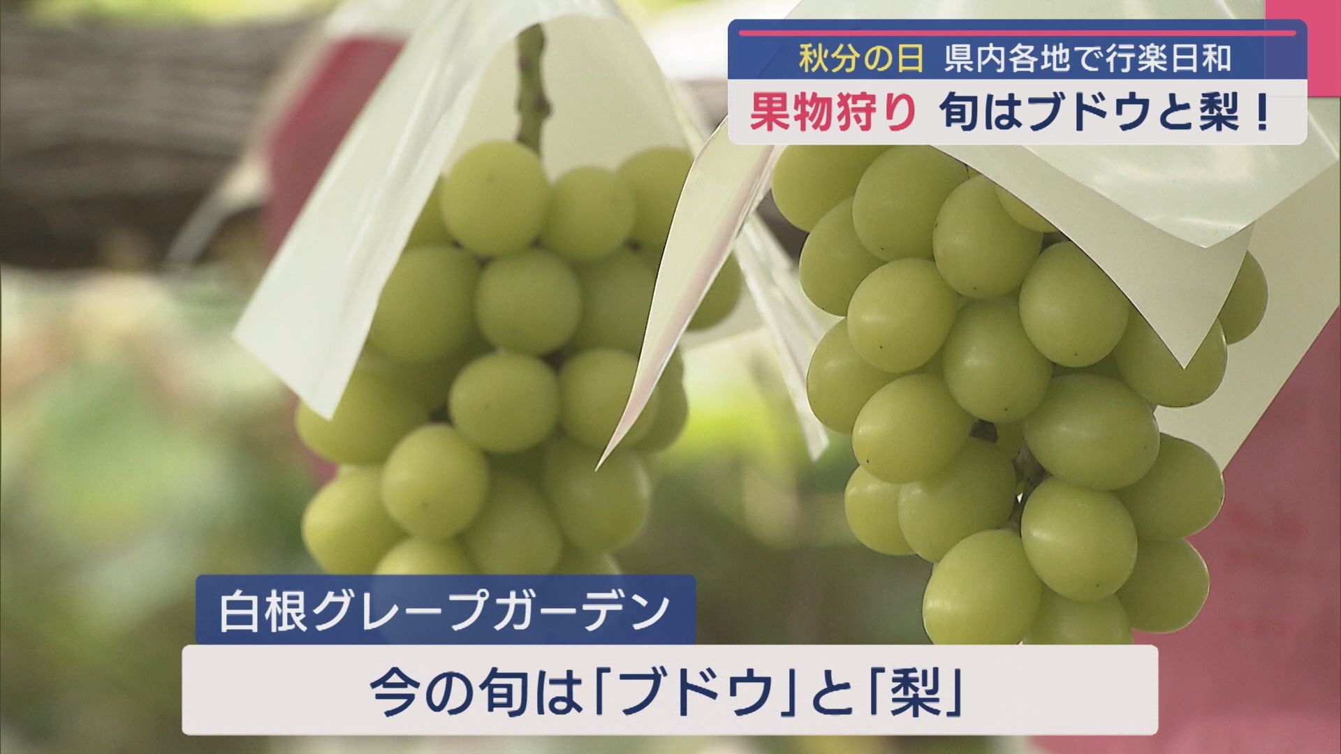 くだものの秋！ブドウ･梨･シャインマスカットも！果物園に多くの家族連れの姿【新潟】