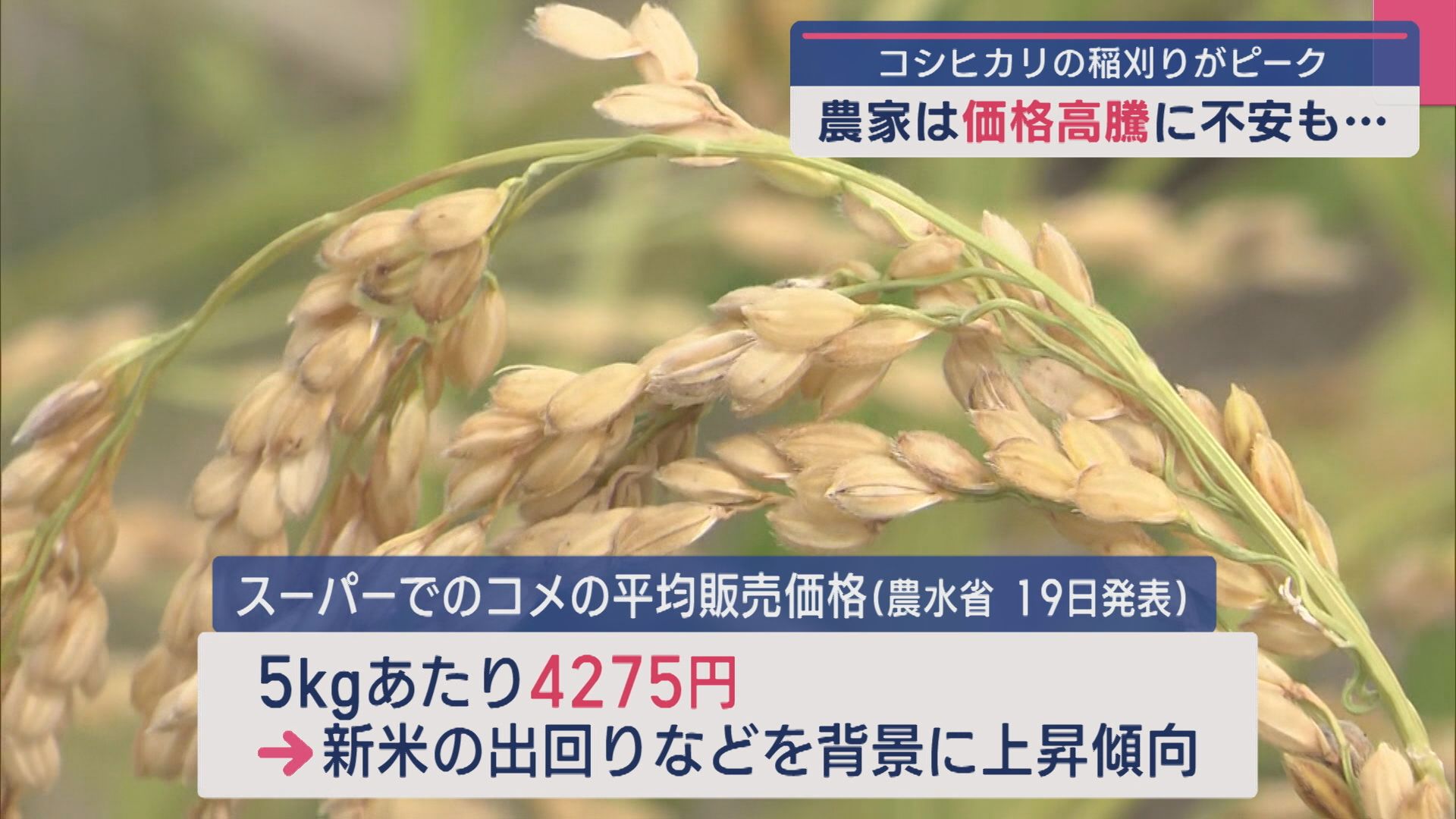 「安定した価格でいきたい」農家からは価格に不安の声、県内はコシヒカリの稲刈りピーク【新潟】