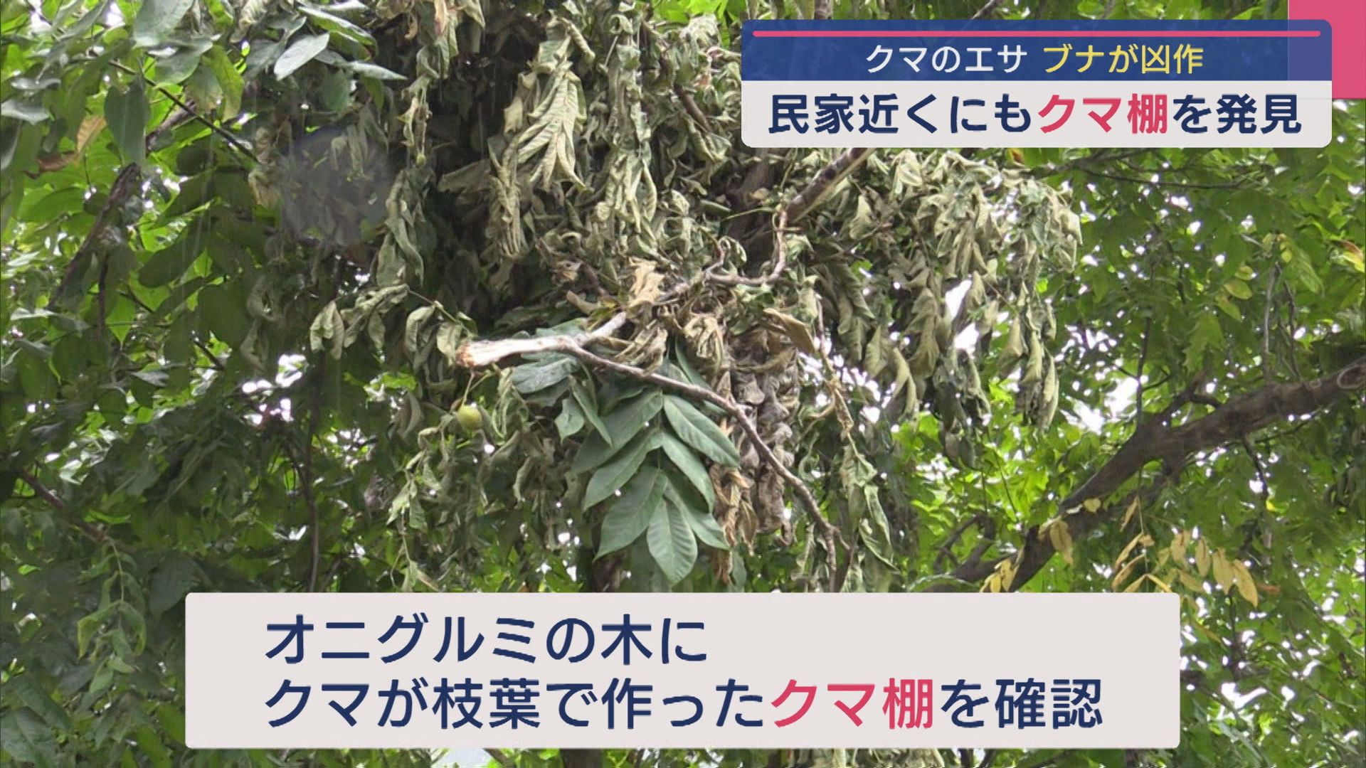 なぜ人里に？クマの痕跡とは？三国川ダム周辺で専門家に聞く【新潟】