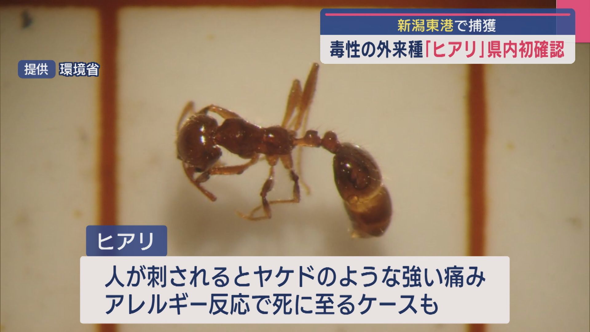 見つけても触らないで！毒性の外来種「ヒアリ」県内で初確認、新潟東港で捕獲【新潟】