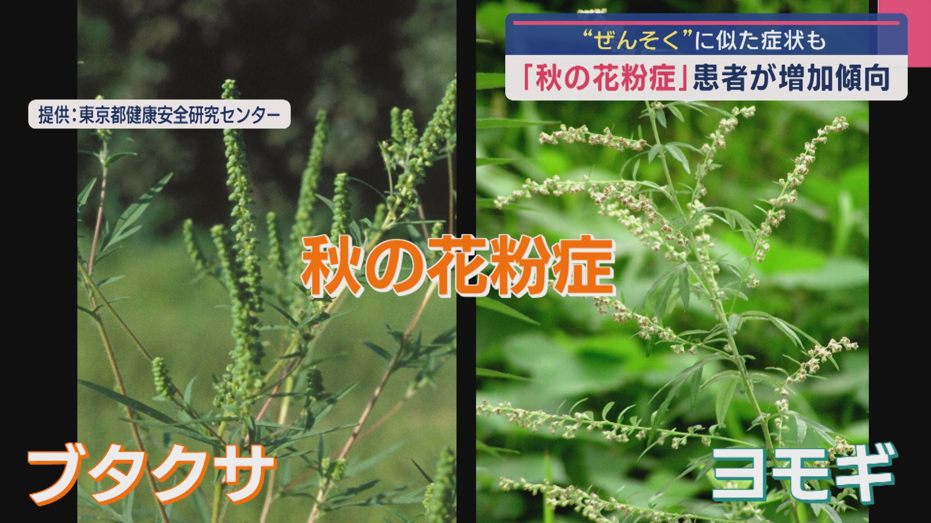 ぜんそくに似た症状も〝秋の花粉症〟患者が増加傾向「重症化する前に早めに受診を」【新潟】