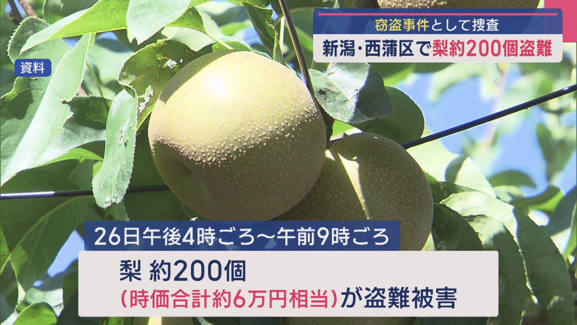 窃盗事件として捜査「ナシ」約200個(時価合計約6万円相当)が盗まれる【新潟･西蒲区】