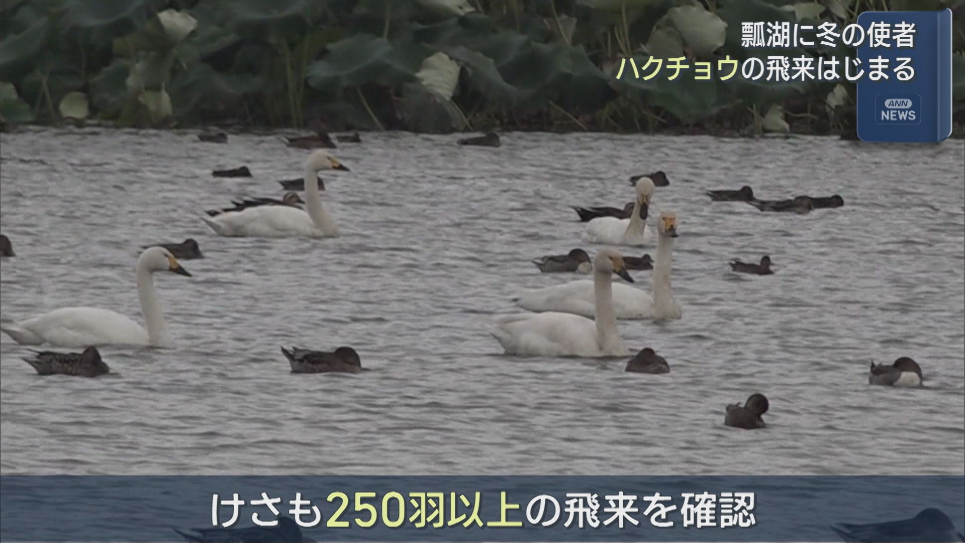 瓢湖に冬の使者「ハクチョウ」の飛来はじまる、ピークには5000羽以上が飛来する見込み【新潟･阿賀野市】 2025年10月08日(水)
