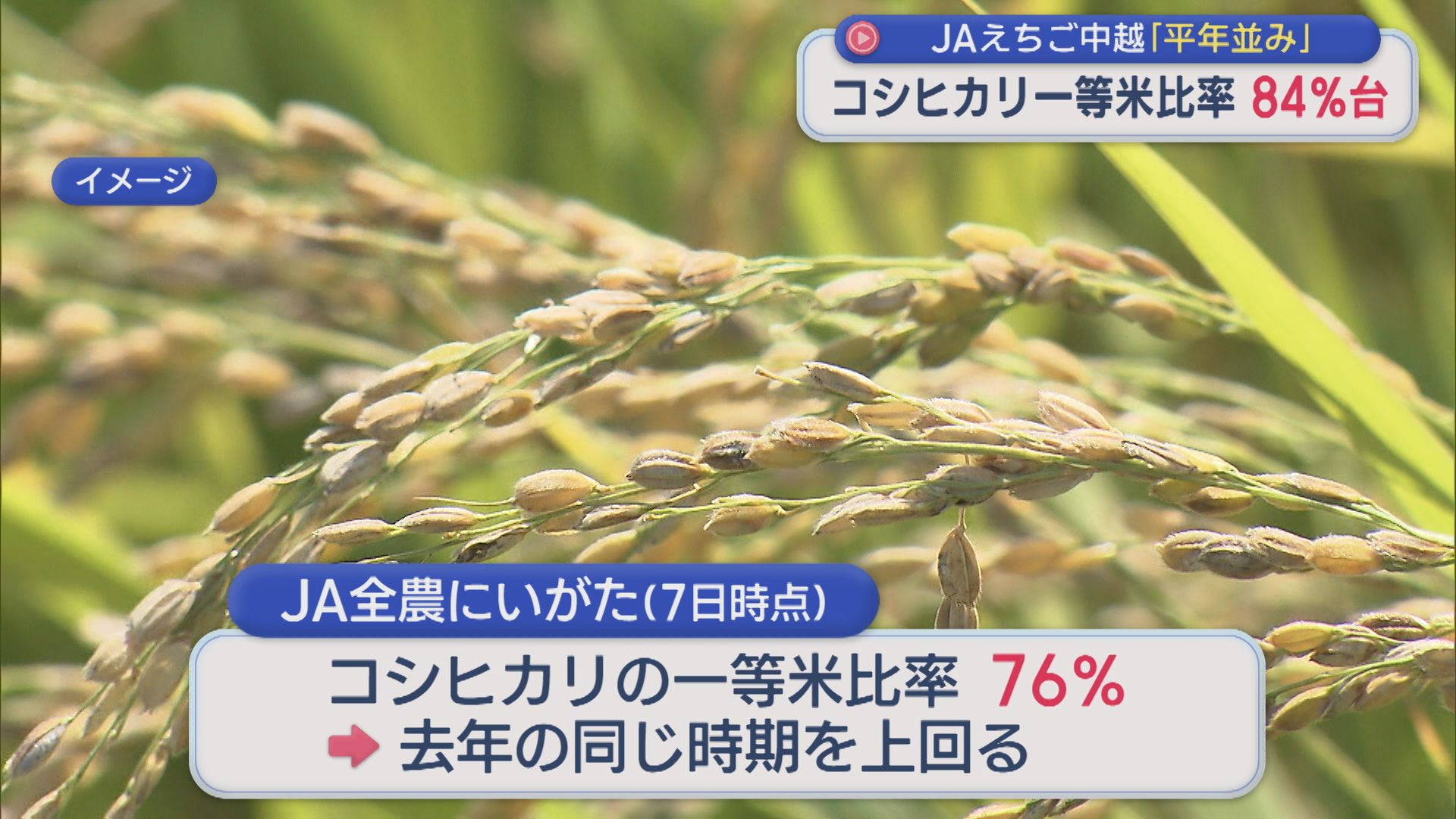 JAえちご中越「コシヒカリ」一等米比率84％台で平年並みと発表「新潟135号」の試食も【新潟】 2025年10月08日(水)