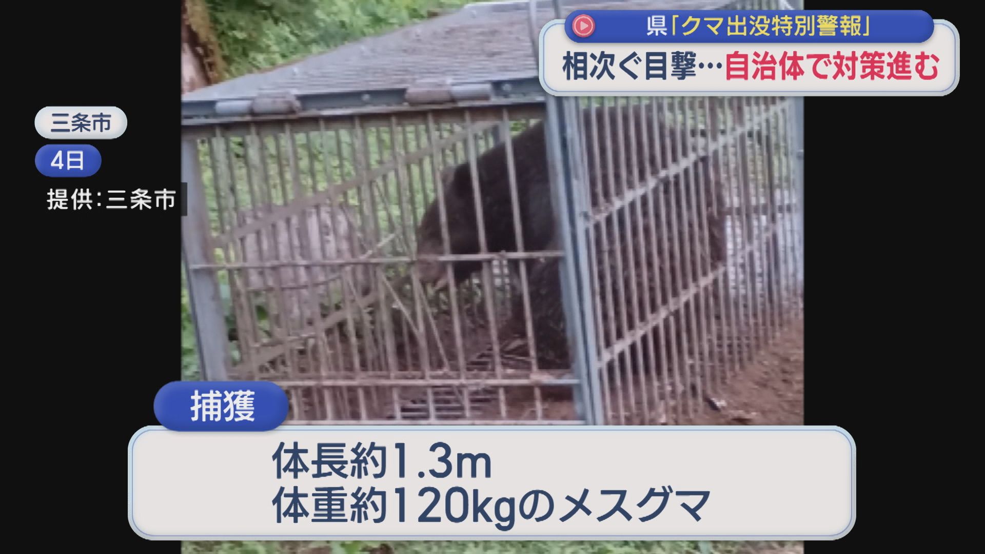 消防車両にクマが接触も 相次ぐ目撃･･･わなの設置やパトロールを強化、自治体で対策進む【新潟】