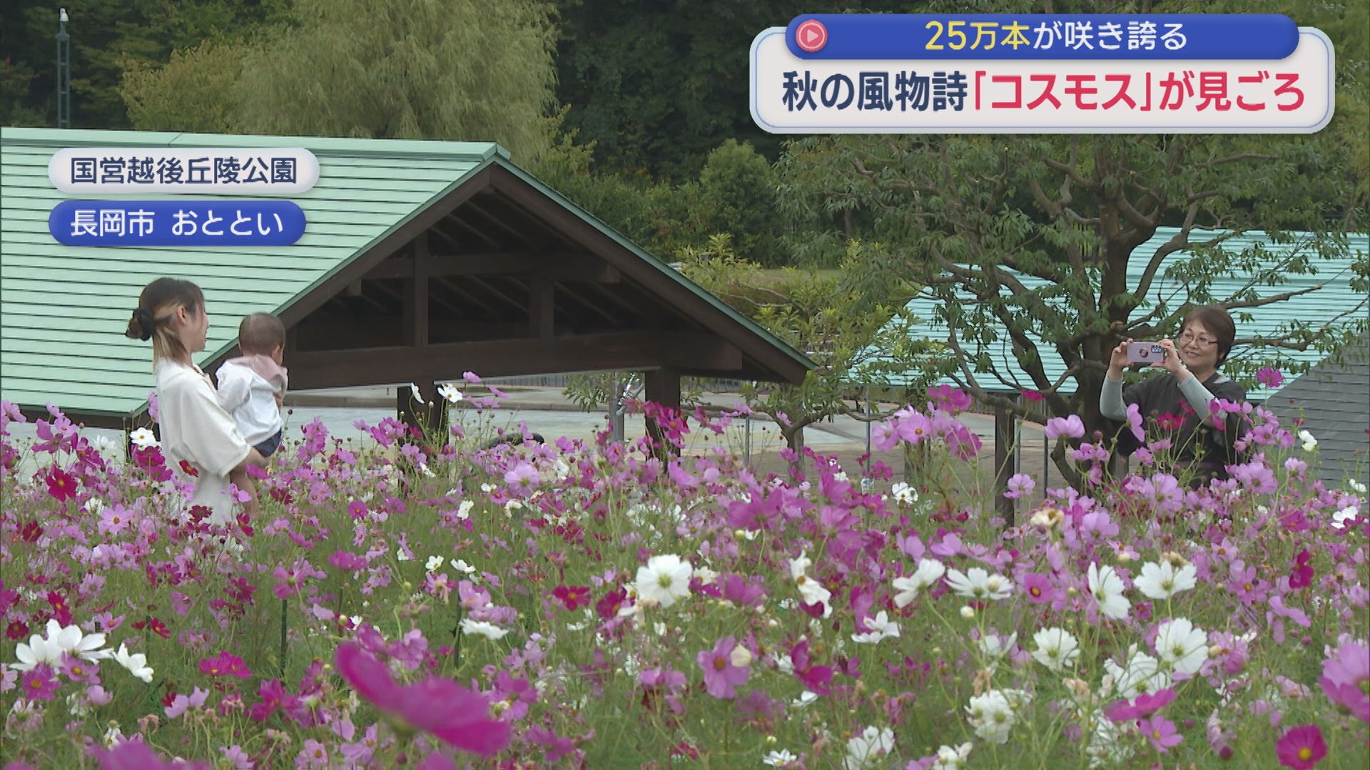 25万本が咲き誇る 秋の風物詩「コスモス」見ごろ【新潟･長岡市】