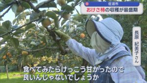 佐渡市で「おけさ柿」の収穫が最盛期、ムシの被害なく順調に育つ【新潟】 2025年10月13日(月)