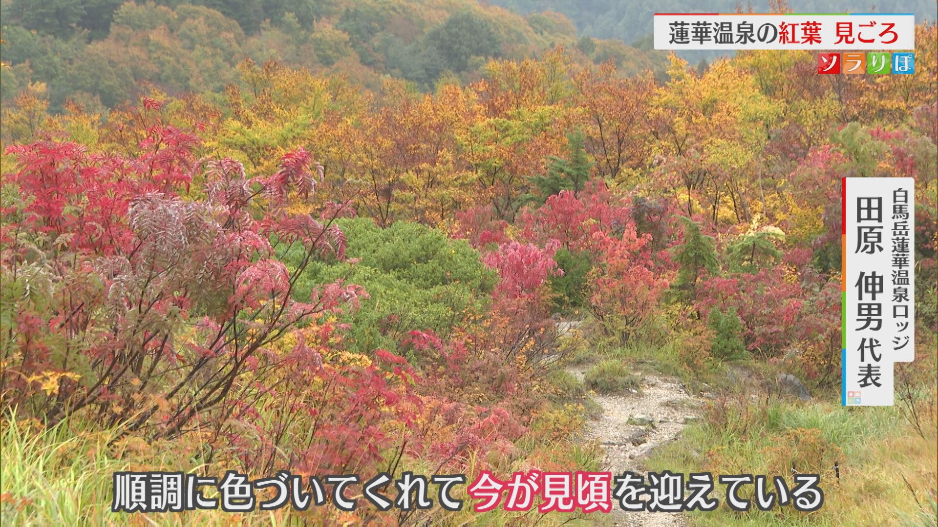 標高1500m 雲上の秘湯「蓮華温泉」の紅葉が見ごろ【新潟･糸魚川市】 2025年10月14日(火)