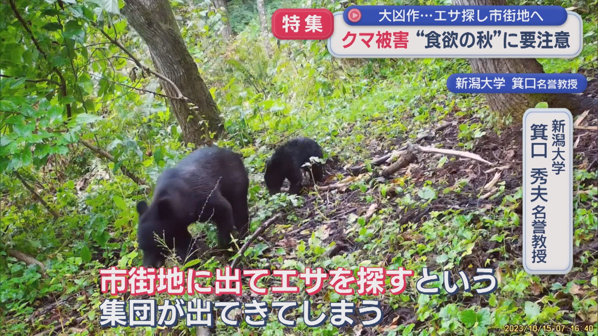 【特集｜クマ被害】過去最多のペース･･･大凶作でエサ探し市街地へ、山で何が!?専門家の調査に同行【新潟】 2025年10月15日(水)