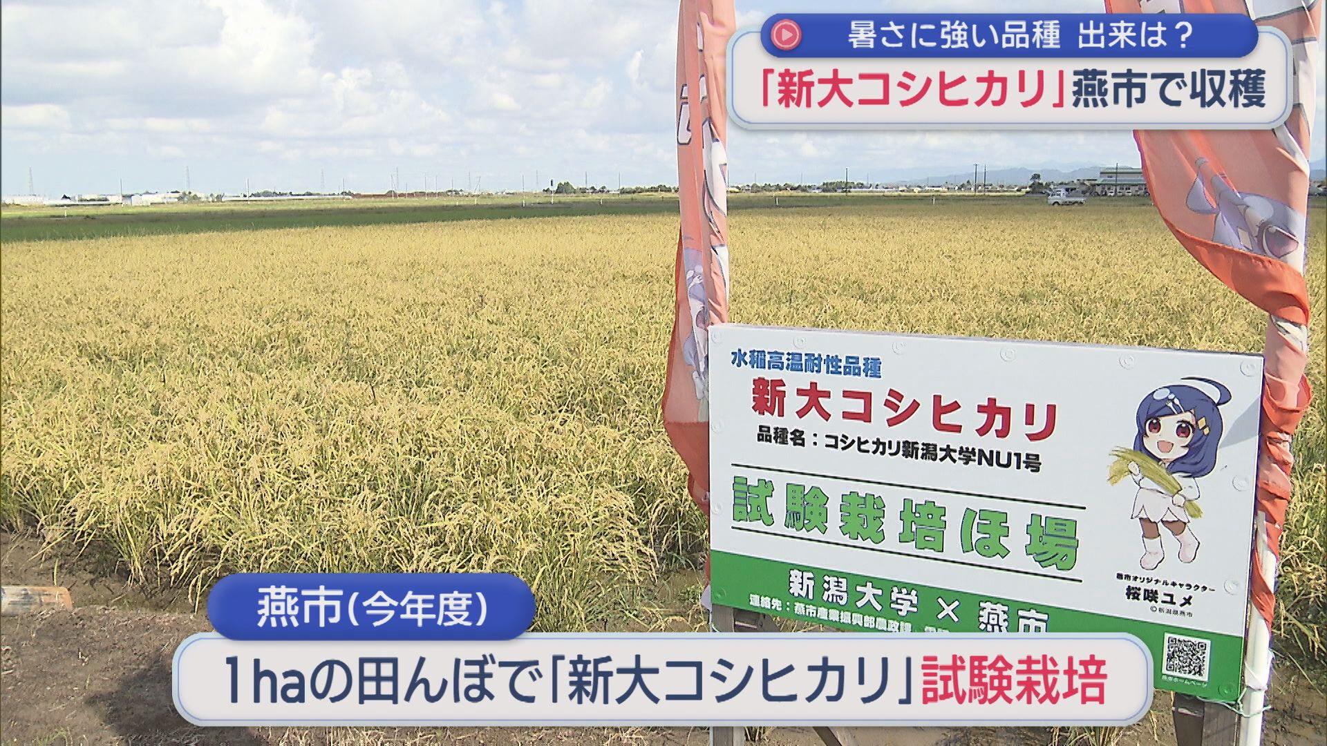 出来は？暑さに強い品種「新大こしひかり」燕市で稲刈り【新潟】 2025年10月17日(金)