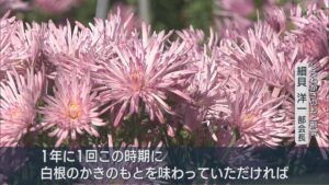 新潟の秋の味覚「かきのもと」の出荷最盛期【新潟･白根地区】 2025年10月20日(月)