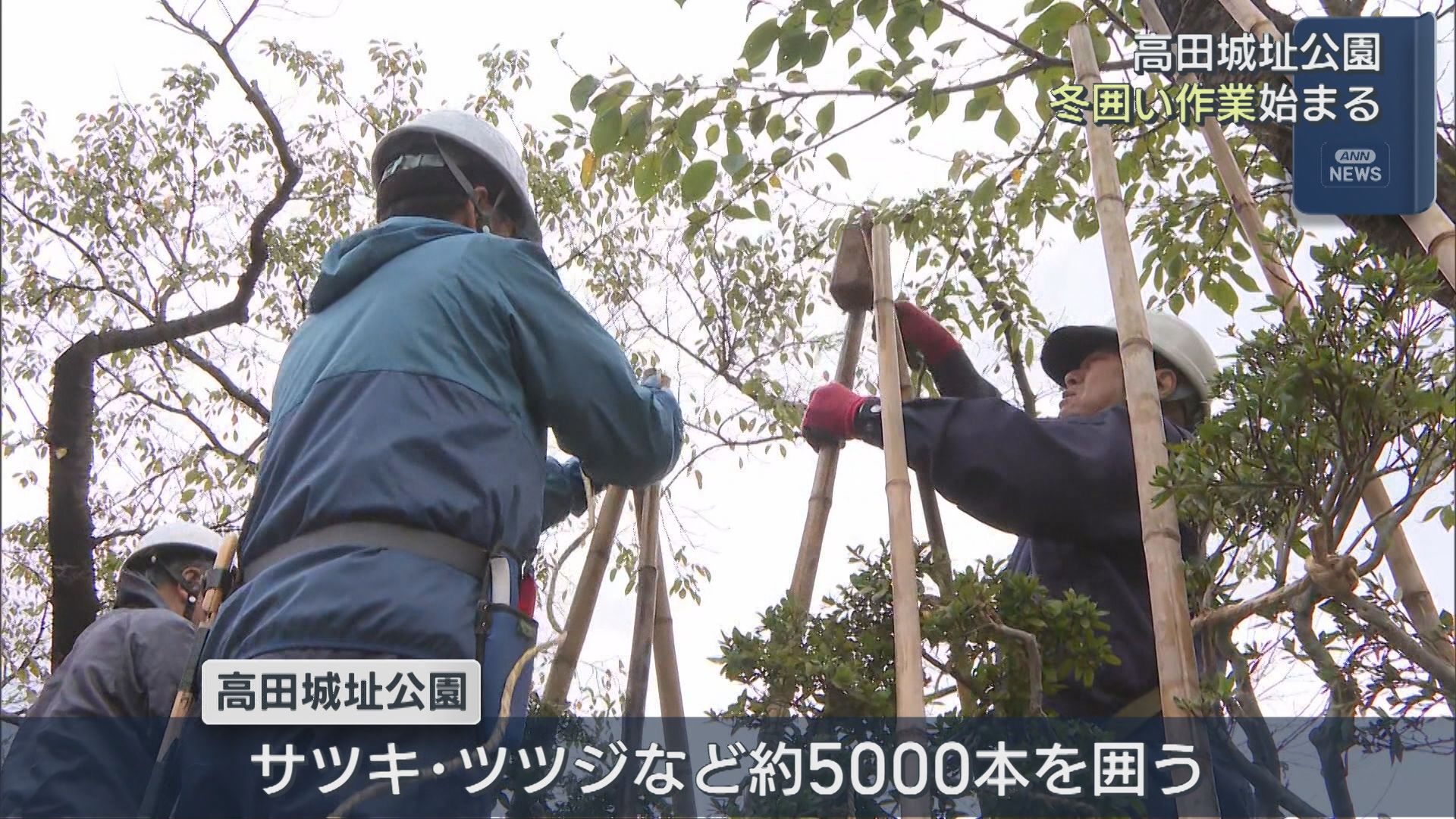 高田城址公園 サツキやツツジなど約5000本「冬囲い」作業始まる【新潟･上越市】 2025年10月21日(火)