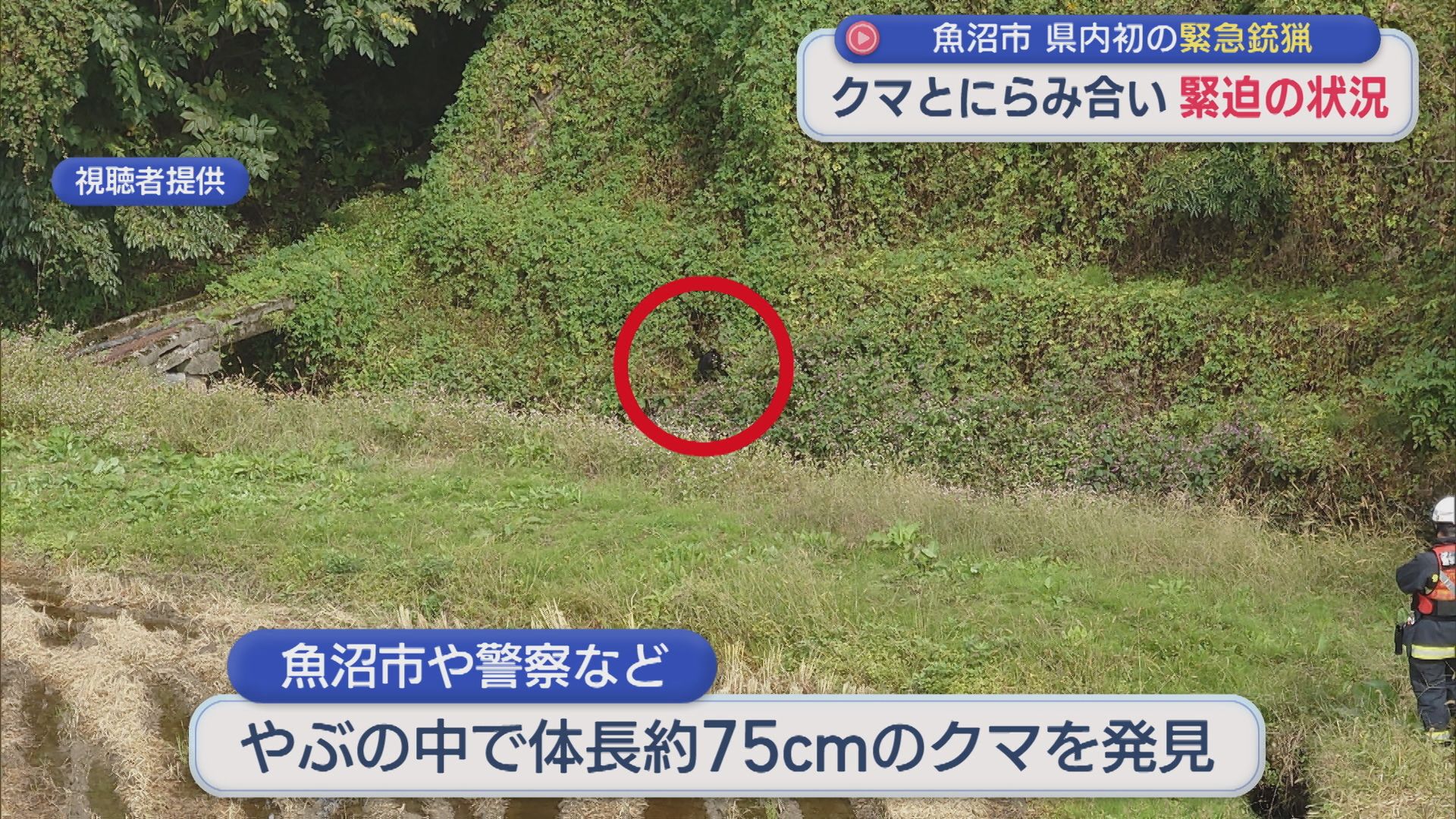 目撃者が緊迫の状況語る：クマと3時間にわたるにらみ合い…県内初の「緊急銃猟」【新潟･魚沼市】 2025年10月22日(水)