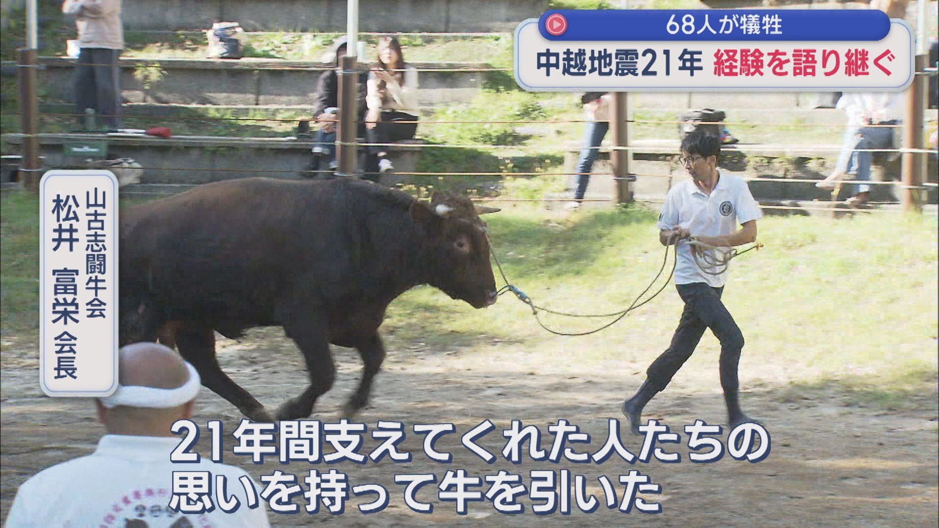 【中越地震から21年】支援に感謝し 復興の象徴「牛の角突き」特別場所を開催【新潟･山古志】 2025年10月23日(木)