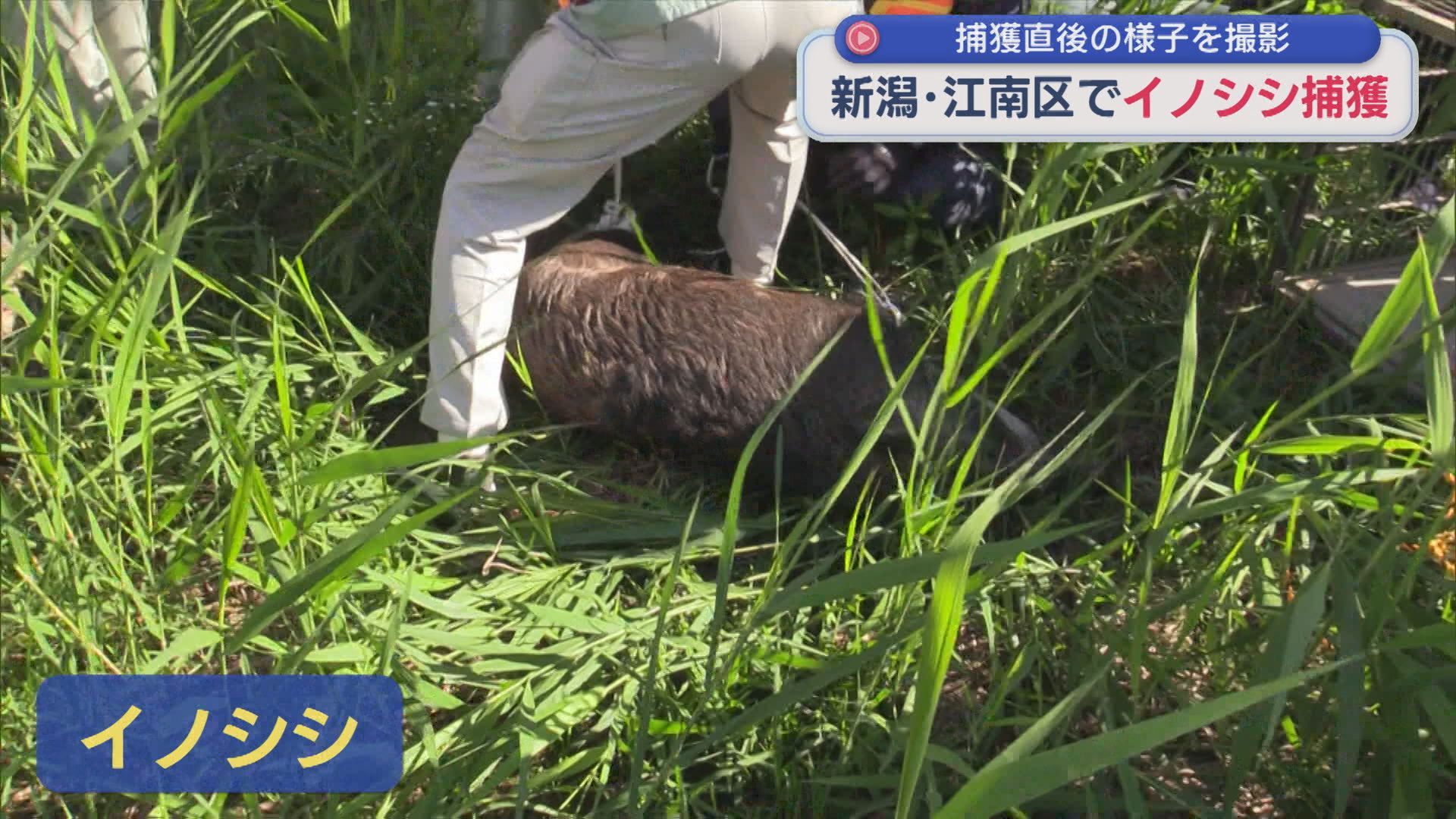 【捕獲直後の様子を撮影】「敷地内にイノシシがいる」新潟市江南区でイノシシを麻酔銃使って捕獲【新潟】 2025年10月24日(金)