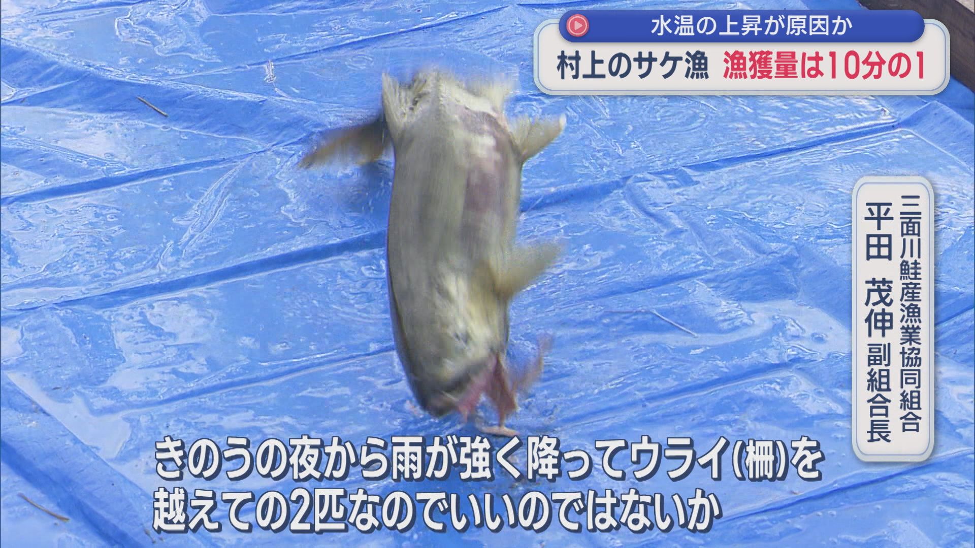 村上のサケが獲れない…　漁獲量が10分の１に 気温が影響か【新潟】 2025年10月28日(火)