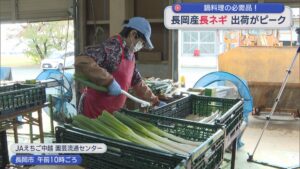 鍋料理の必需品！長岡市で「長ネギ」の出荷ピーク【新潟】 2025年10月29日(水)