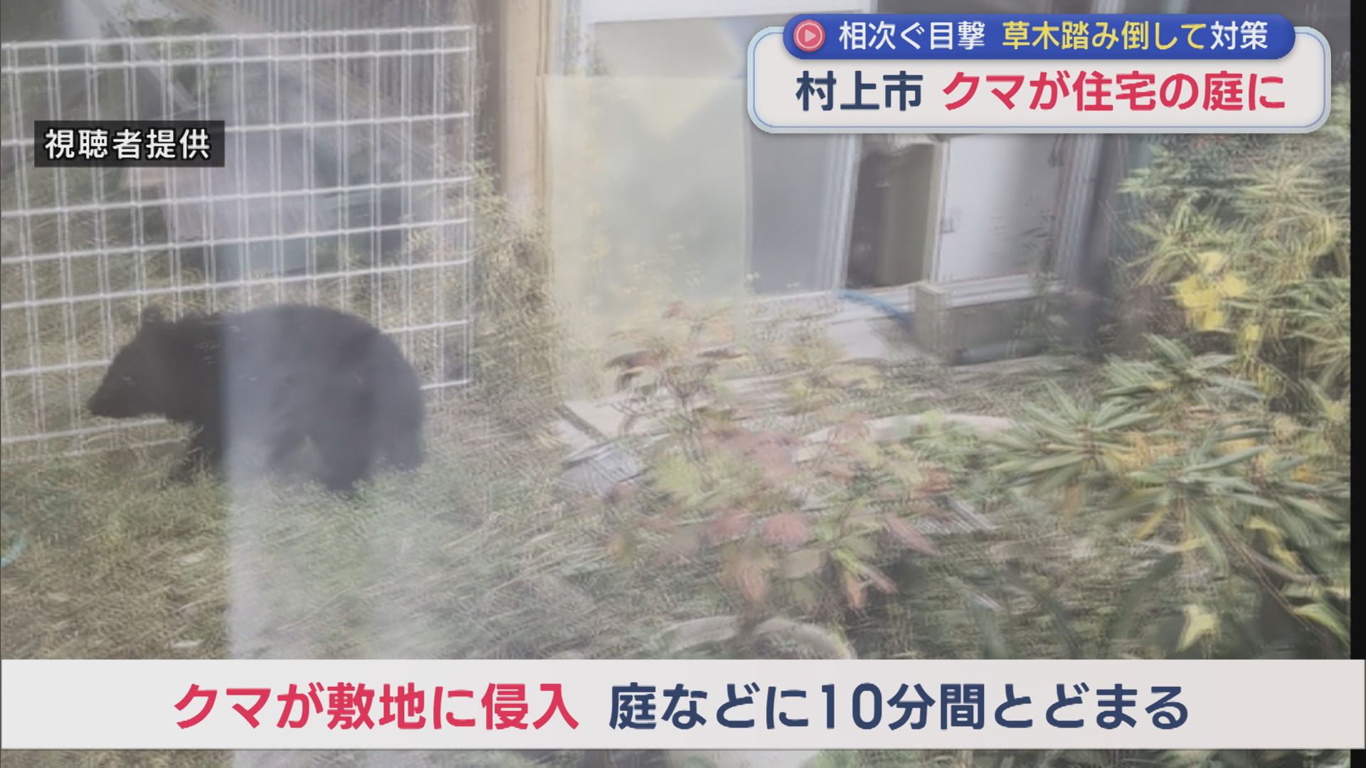 村上市でクマが住宅の庭･車庫に約10分とどまる 各地で対策進む【新潟】 2025年11月07日(金)