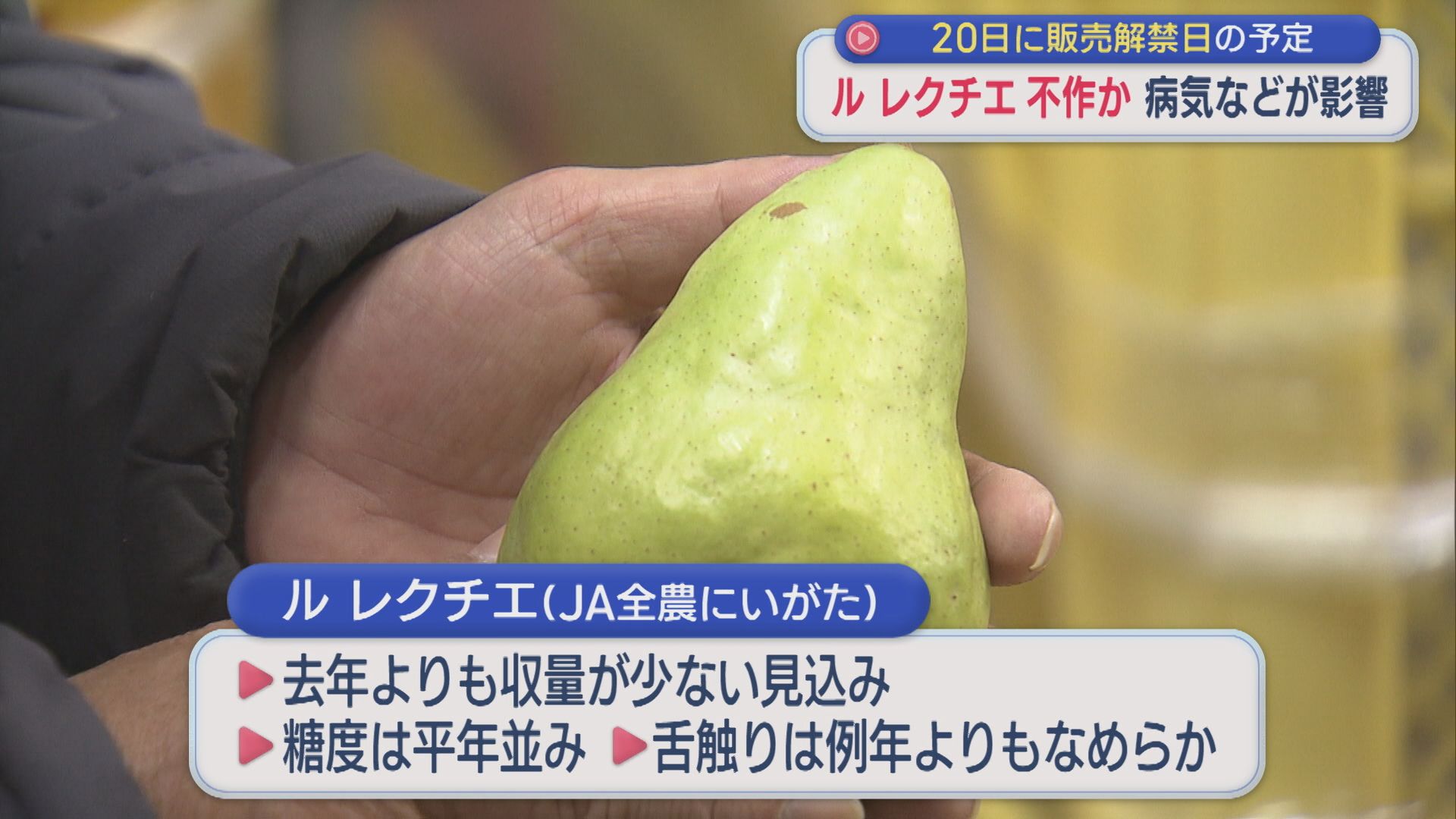 「ル レクチエ」不作か 病気などの影響で全体の3割が出荷できない状態【新潟】