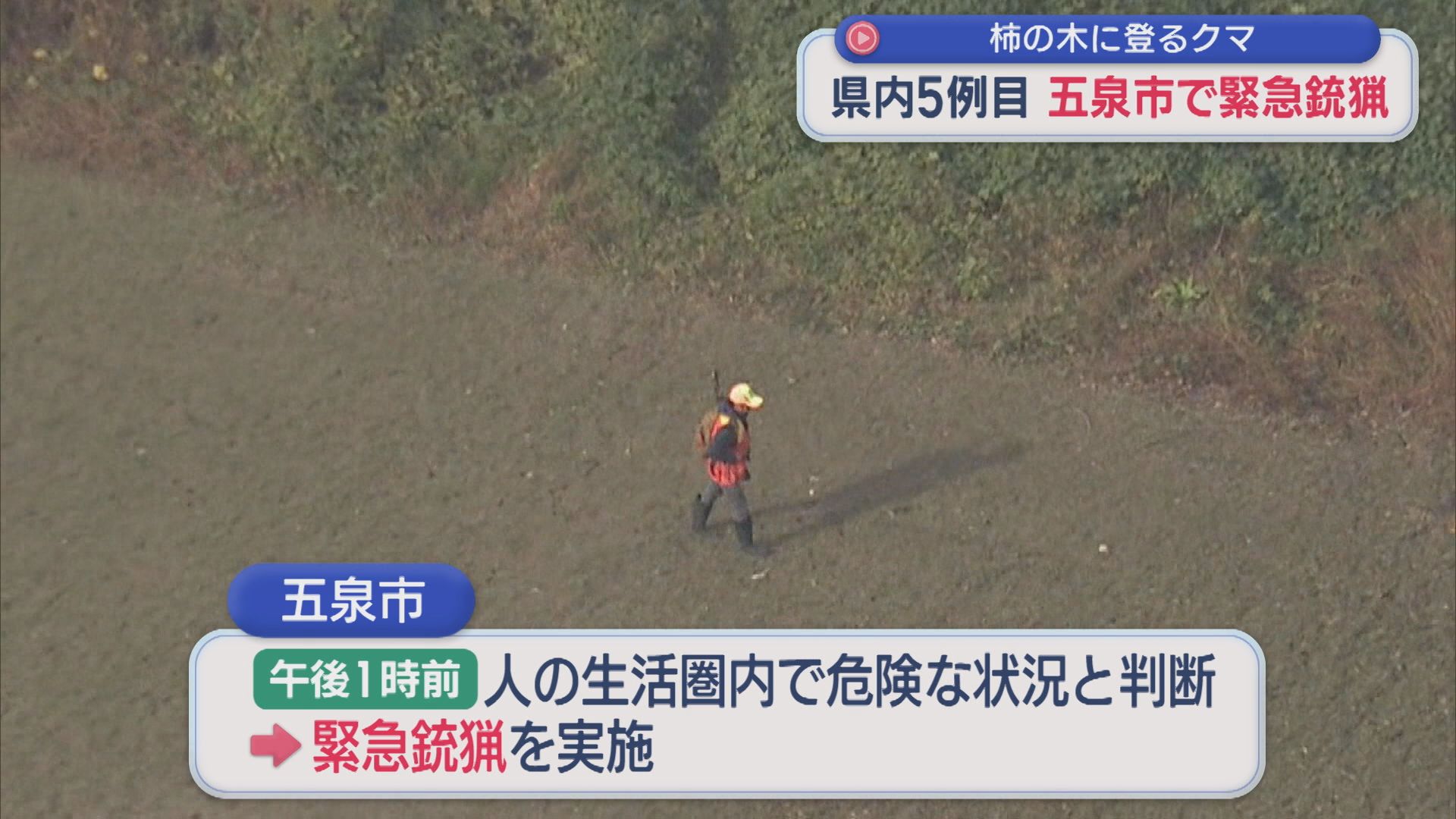 五泉市の住宅裏にある柿の木にクマ「緊急銃猟」を実施、県内5例目【新潟】