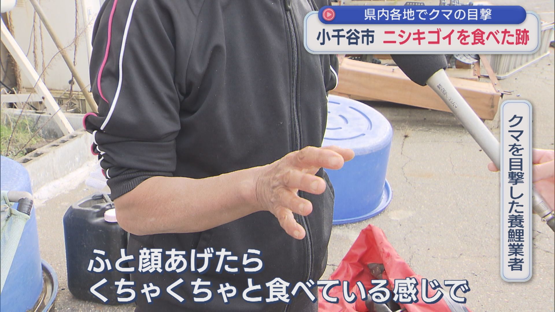 「くちゃくちゃと」何かを食べているクマ、近くにはニシキゴイを食べたとみられる跡【新潟･小千谷市】