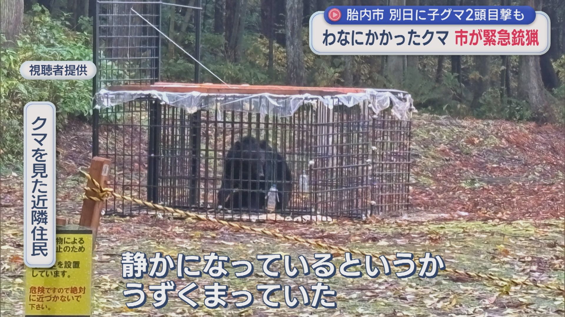 わなにかかった体長1.2mのクマ、市が「緊急銃猟」おりで暴れる様子も【新潟･胎内市】 2025年11月14日(金)
