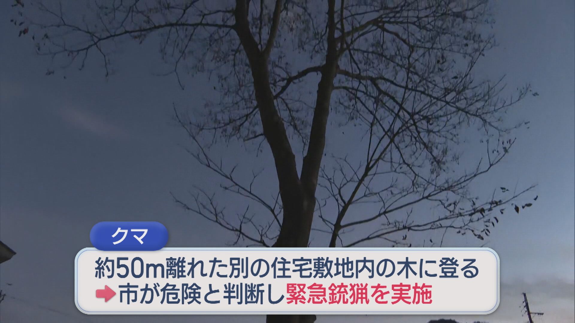 【クマ】住宅の敷地内の木の上に居座る 緊急銃猟で捕獲・駆除【新潟】 2025年11月16日(日)