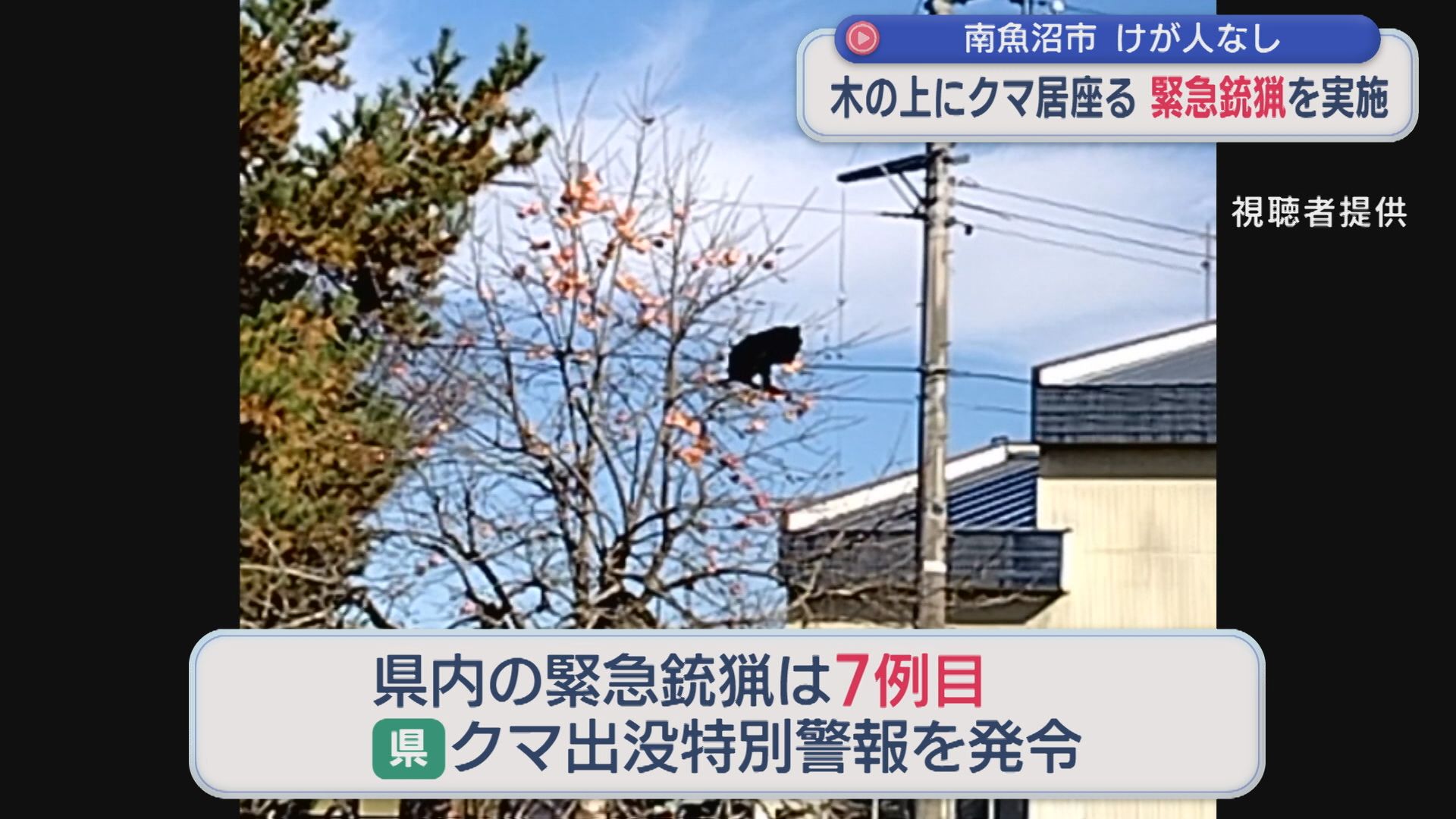 【クマ】県内7例目：空砲を撃ち麻酔銃で捕獲・駆除「緊急銃猟」を実施、木の上にクマ居座る【新潟･南魚沼市】