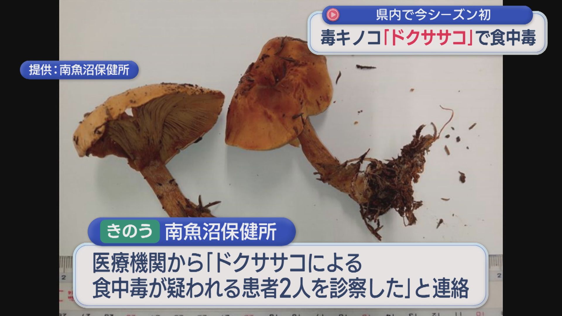 野生の毒キノコ「ドクササコ」家族4人が食中毒、うち1人が入院：県内で今シーズン初【新潟･南魚沼市】 2025年11月18日(火)