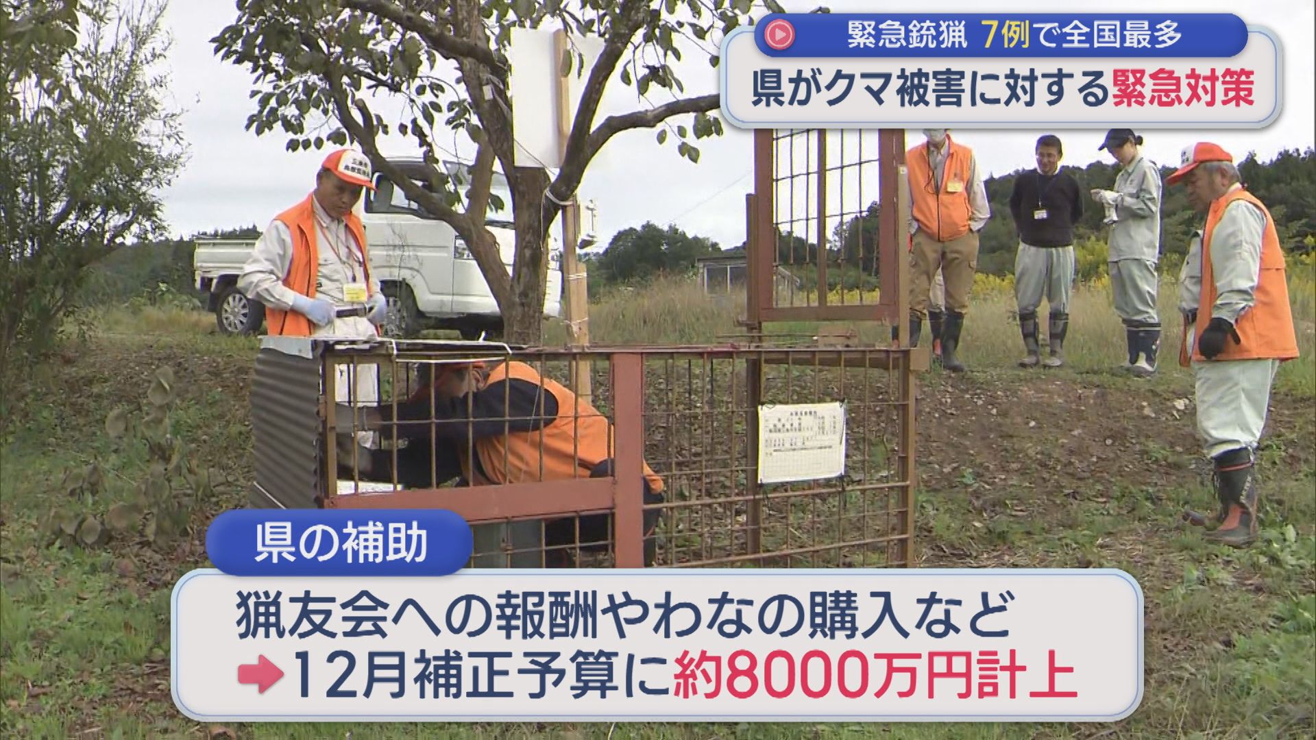 クマ出没件数が過去最多の3000件超･･･県がクマ被害に対する緊急対策、捕獲するための支援策【新潟】 2025年11月19日(水)