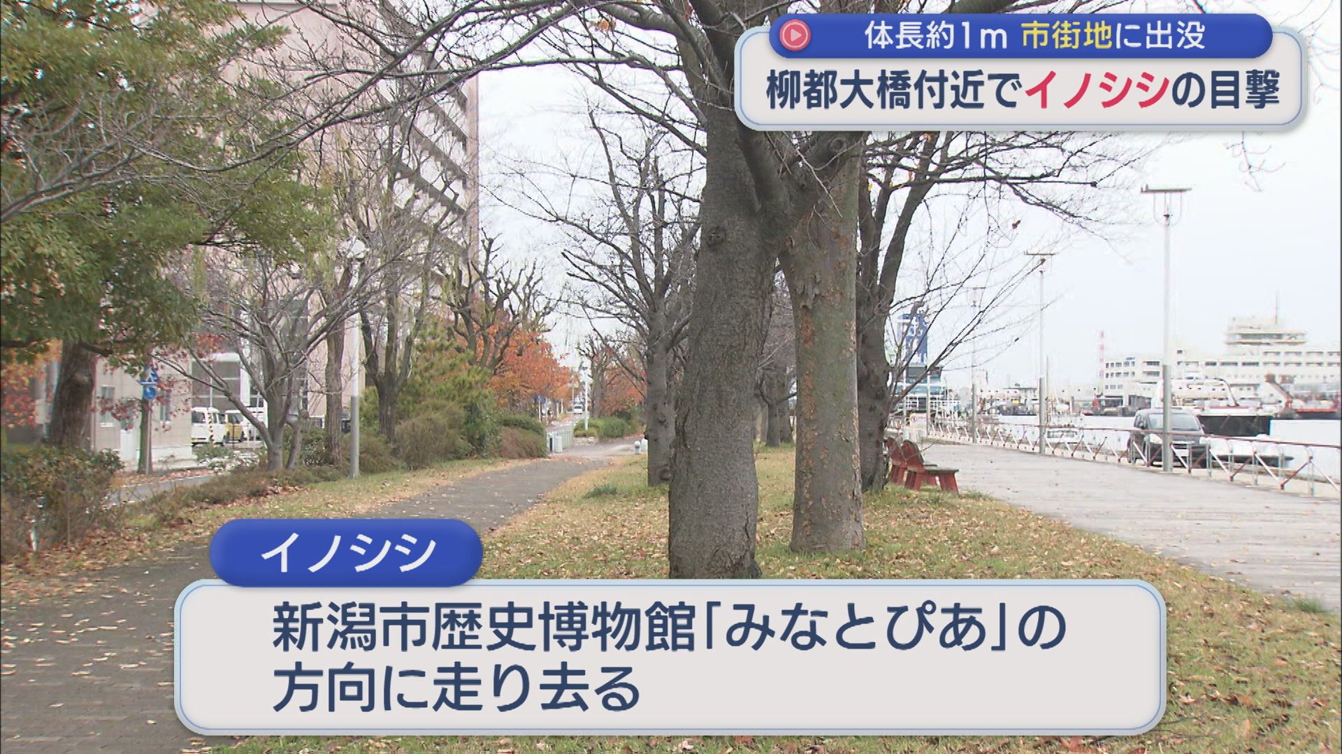 新潟市中央区･柳都大橋付近で 通行人が約1mのイノシシ目撃【新潟】