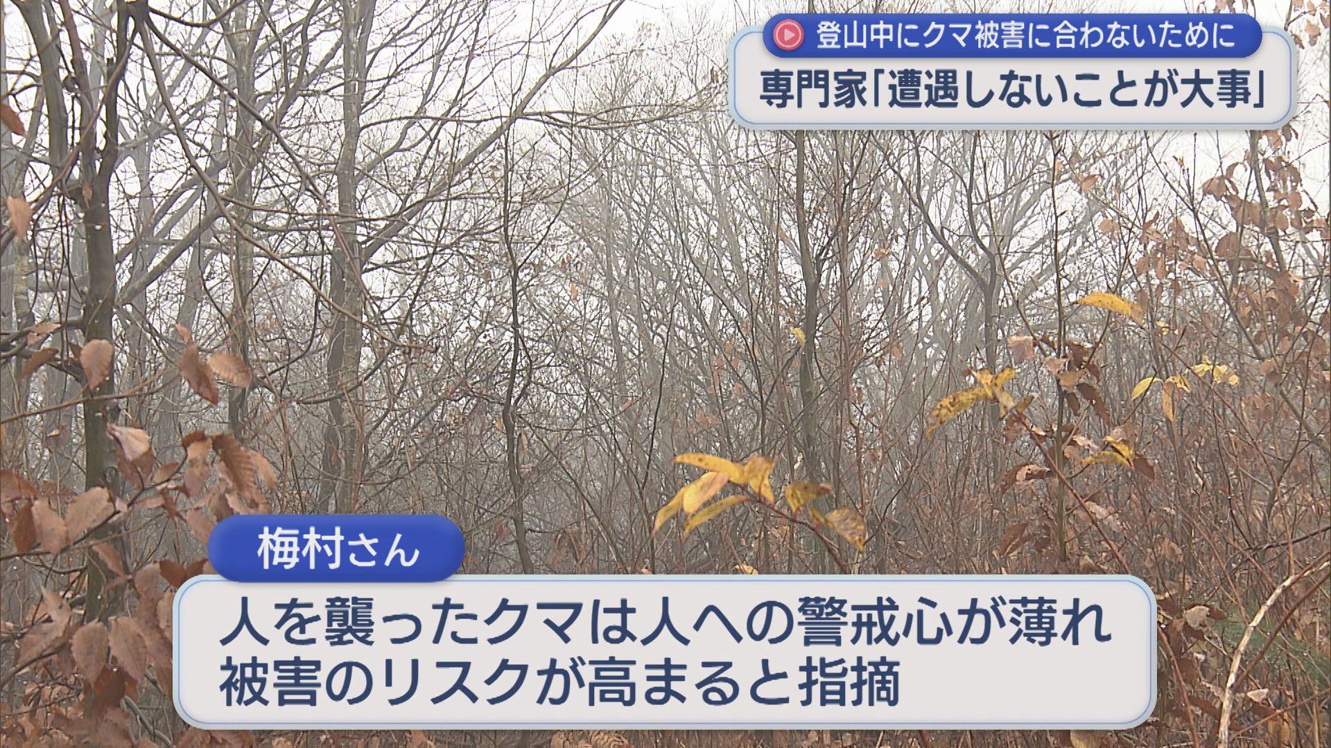 この時期 山でクマとの遭遇リスク高まる「いまはもう冬眠に向けて山に帰っていく時期」専門家が指摘【新潟】 2025年11月26日(水)