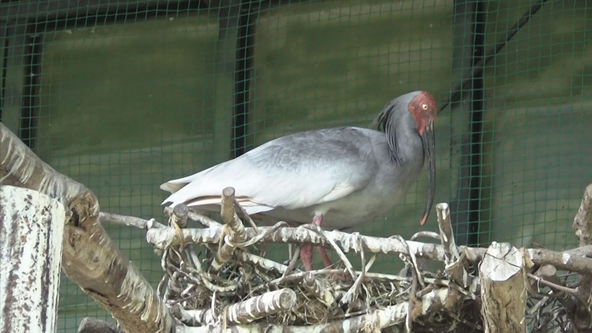 日本初の人工ふ化により誕生したトキ「優優(26歳)」が死す、知事「トキの野生復帰に大きな役割を果たした」【新潟･佐渡市】 2025年11月26日(水)