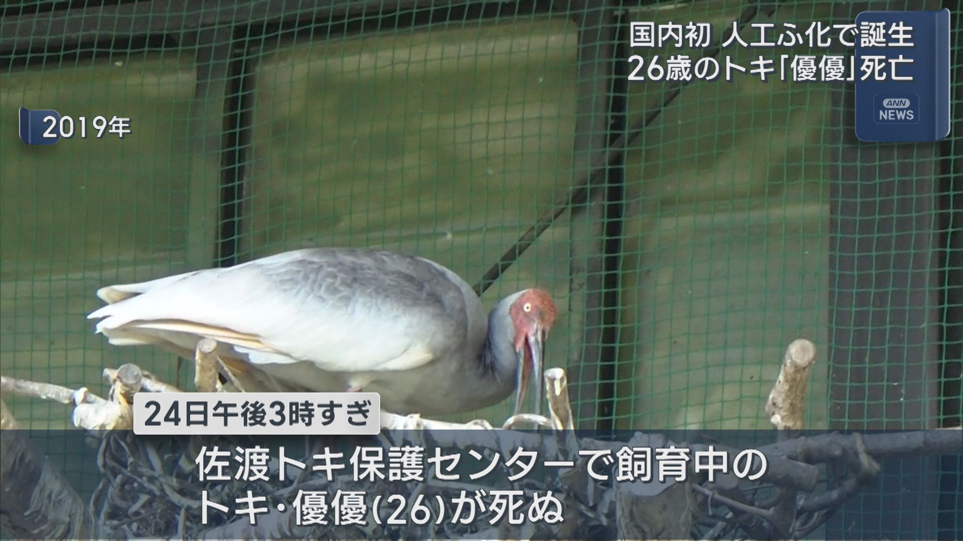 日本初の人工ふ化により誕生したトキ「優優(26歳)」が死す、知事「トキの野生復帰に大きな役割を果たした」【新潟･佐渡市】 2025年11月26日(水)