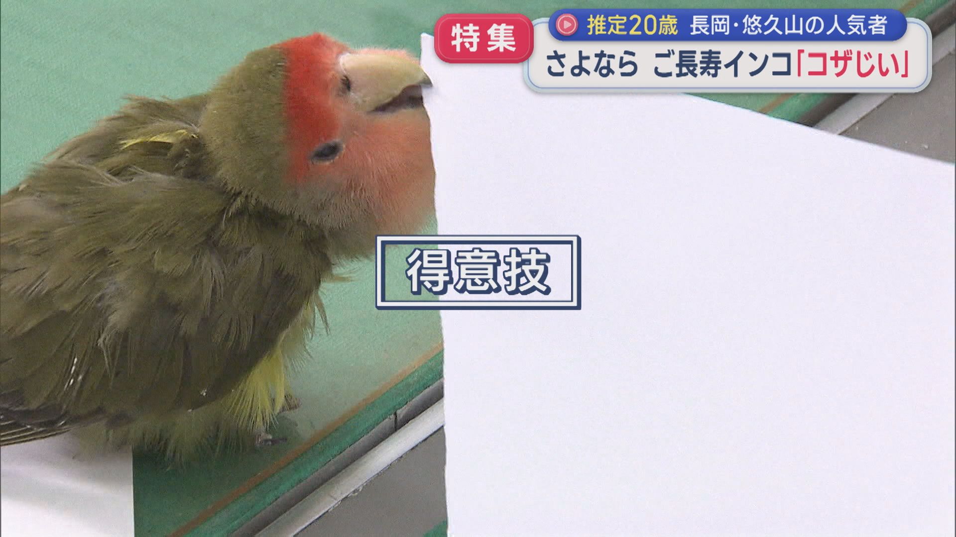 【特集】さよなら「コザじい」悠久山の人気者、人間だと約100歳の〝ご長寿インコ〟【新潟】