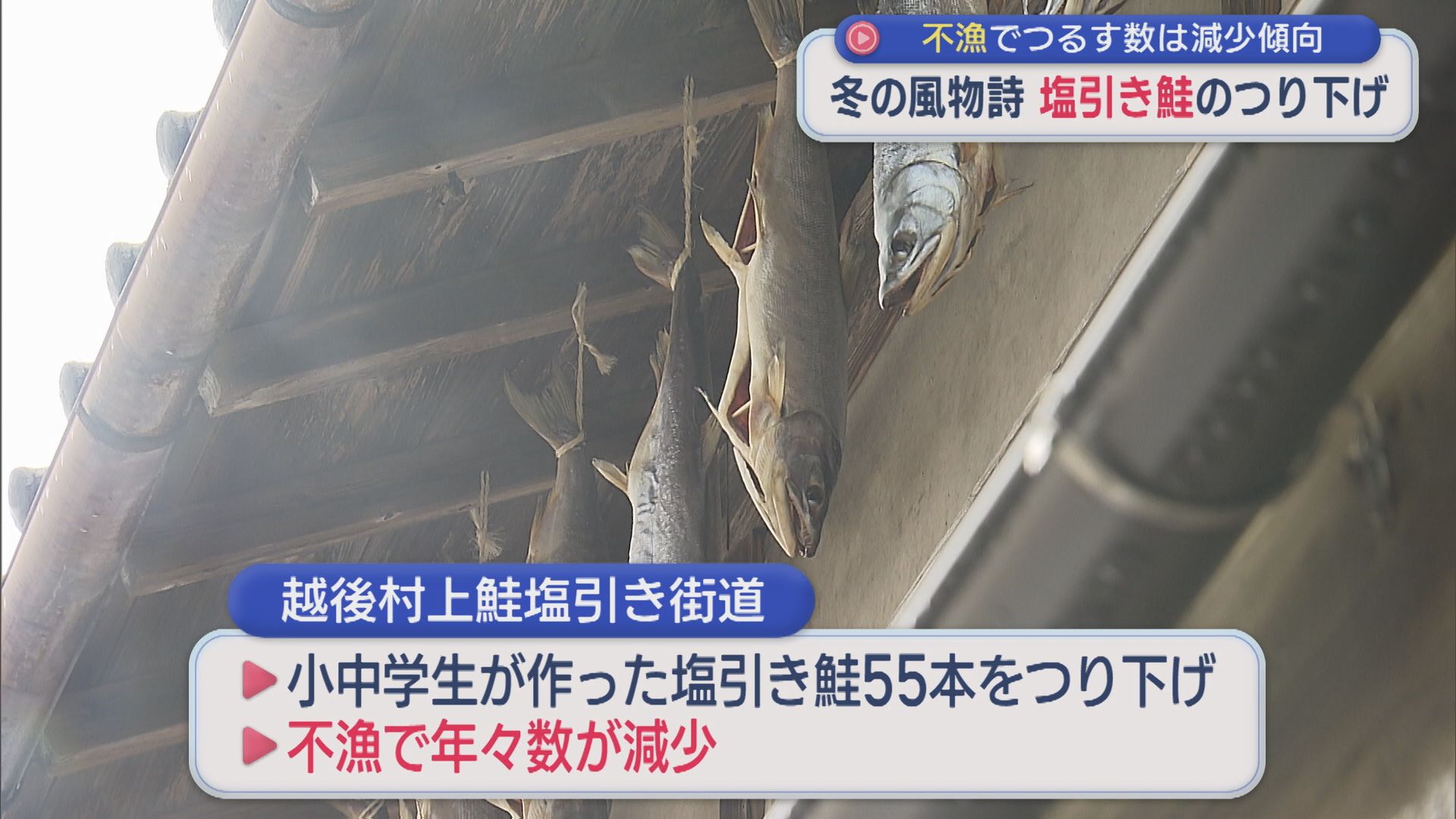 【冬の風物詩】軒下につるす「塩引き鮭」不漁でつるす数は減少傾向【新潟･村上市】 2025年11月28日(金)