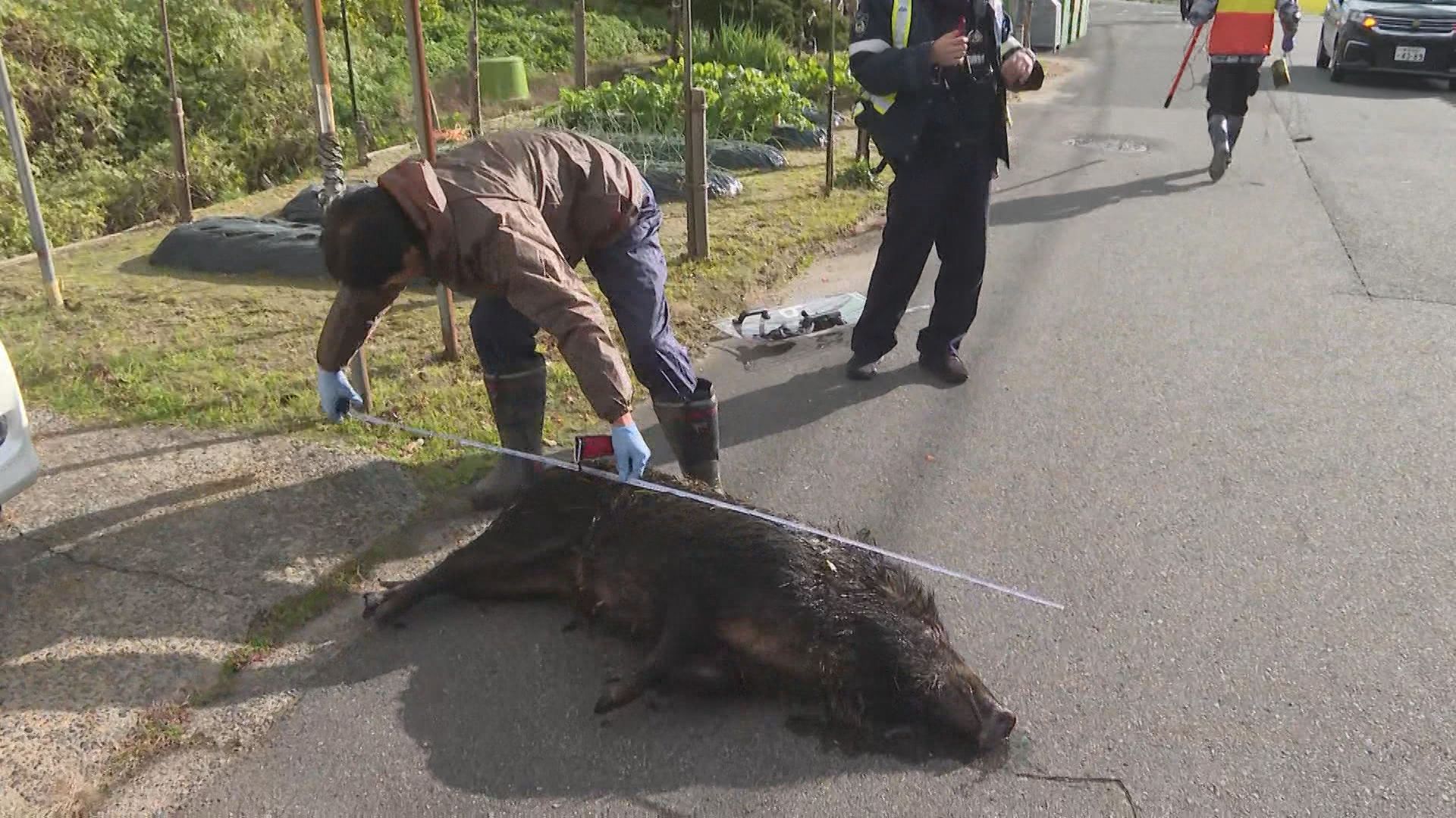 新潟市郊外の住宅地でイノシシ目撃相次ぐ　衝突などによる負傷者も　線路わきの藪にいた1頭を駆除【新潟】 2025年11月29日(土)