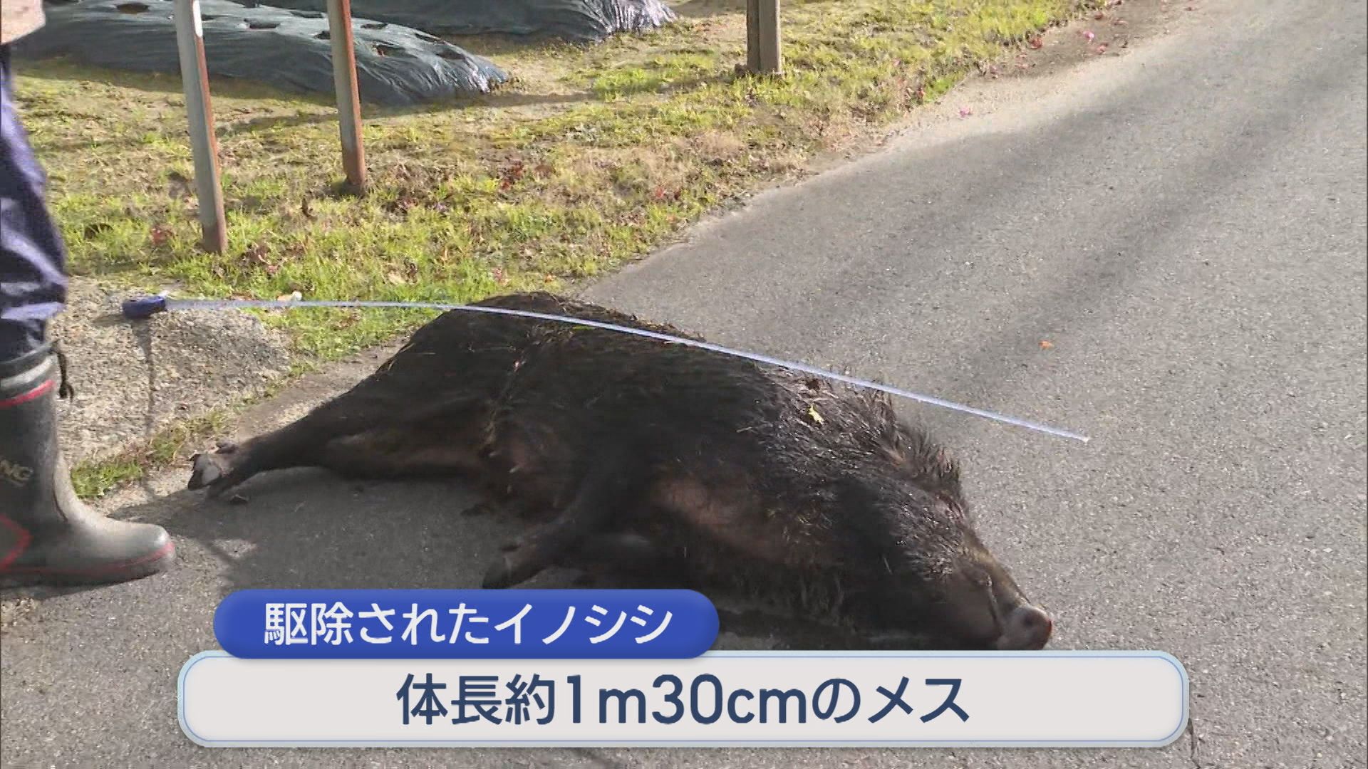 新潟市郊外の住宅地でイノシシ目撃相次ぐ 衝突などによる負傷者も、線路脇のやぶにいた1頭を駆除【新潟】 2025年11月29日(土)