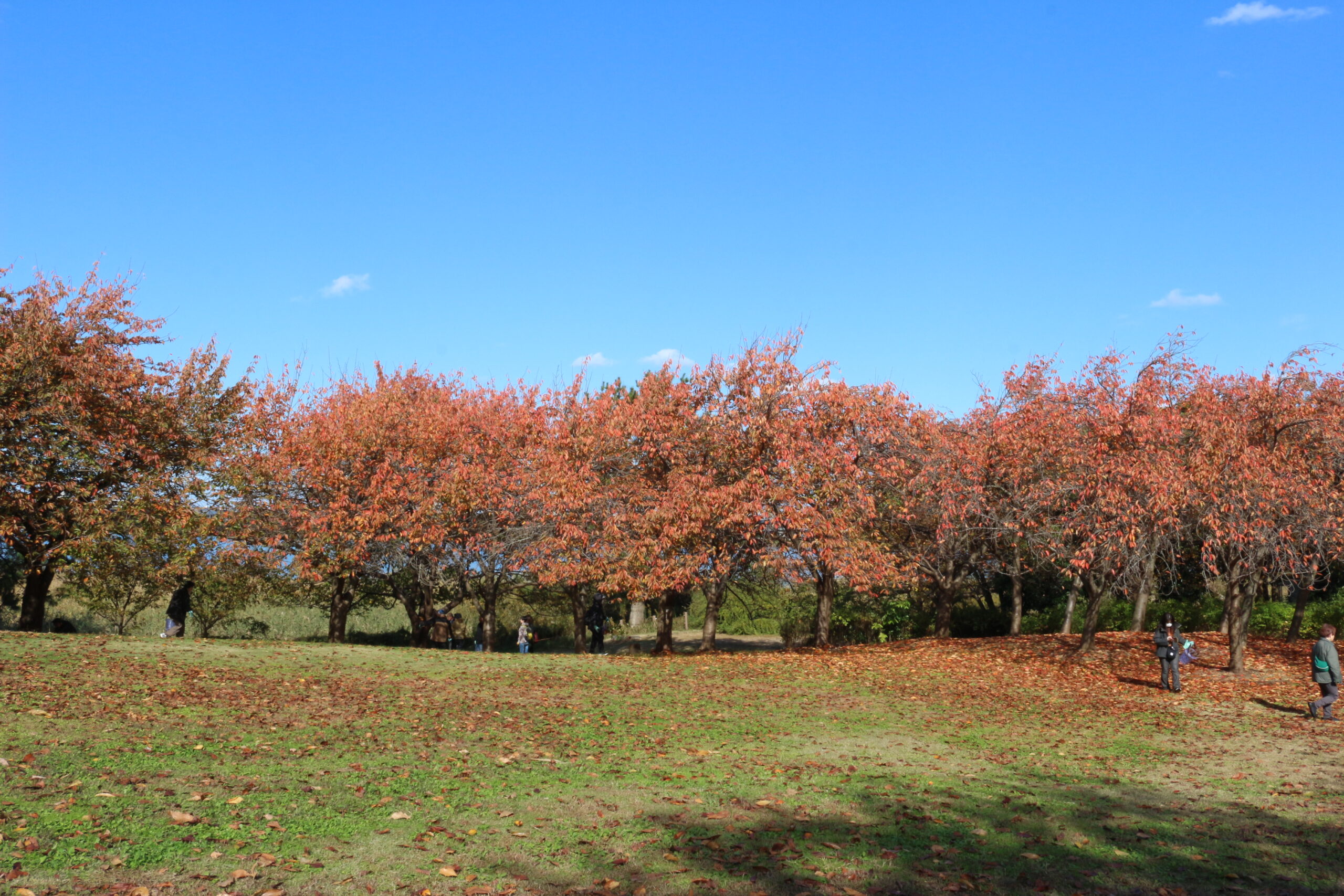 新潟県立鳥屋野潟公園で Team ECO Work！を開催🌈