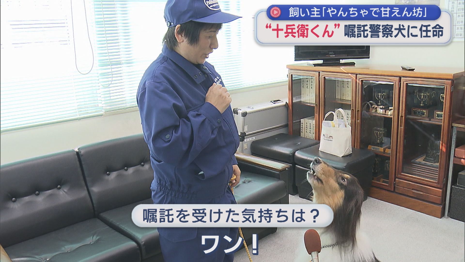 嘱託警察犬2年目・十兵衛くん 交付式だワン！行方不明者の捜索などで活躍【新潟･長岡市】 2025年12月05日(金)