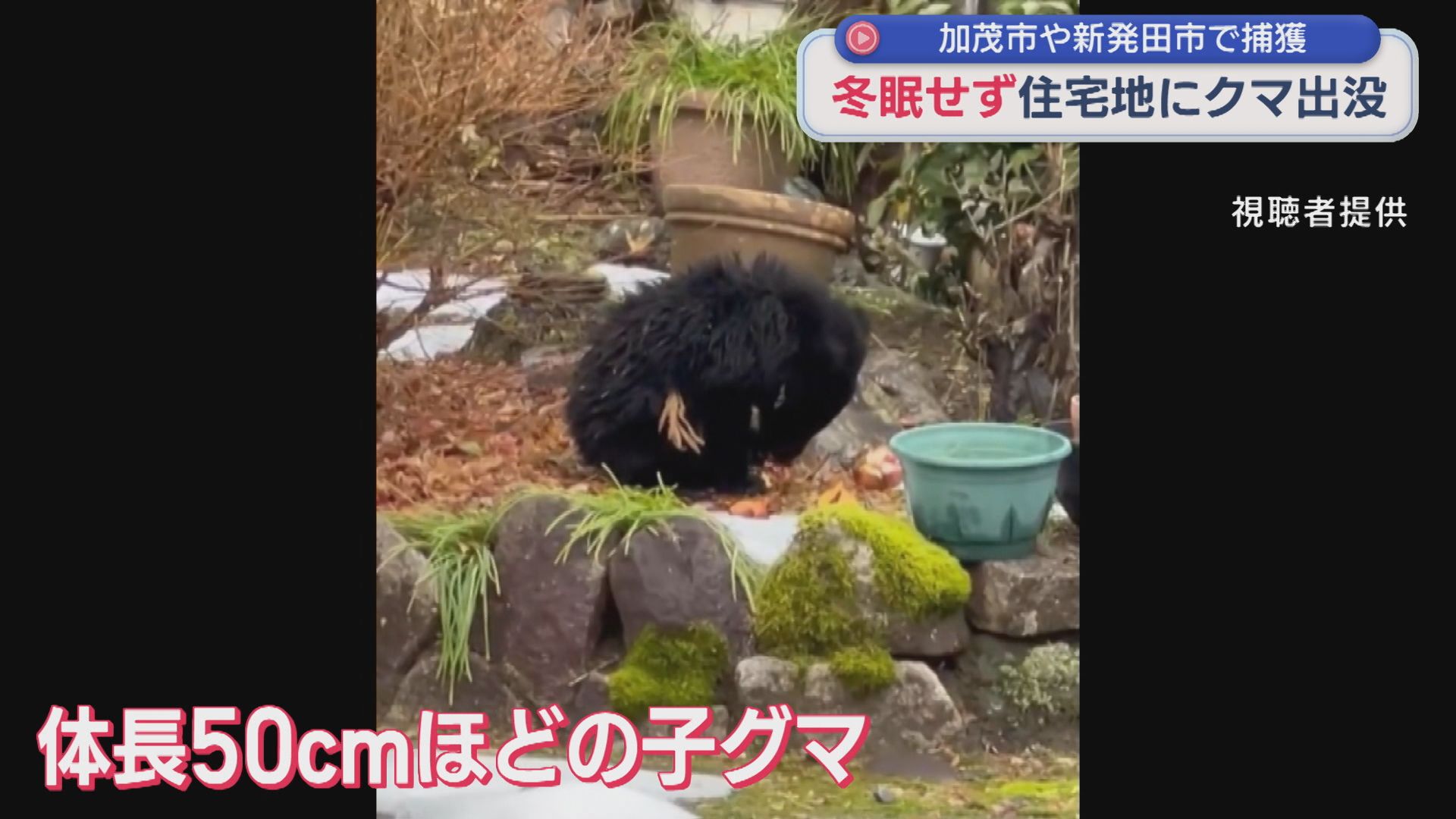 【クマ】加茂市の民家の床下に子グマ「ぞっとした」冬眠せず住宅地出没、新発田市でも【新潟】 2025年12月08日(月)
