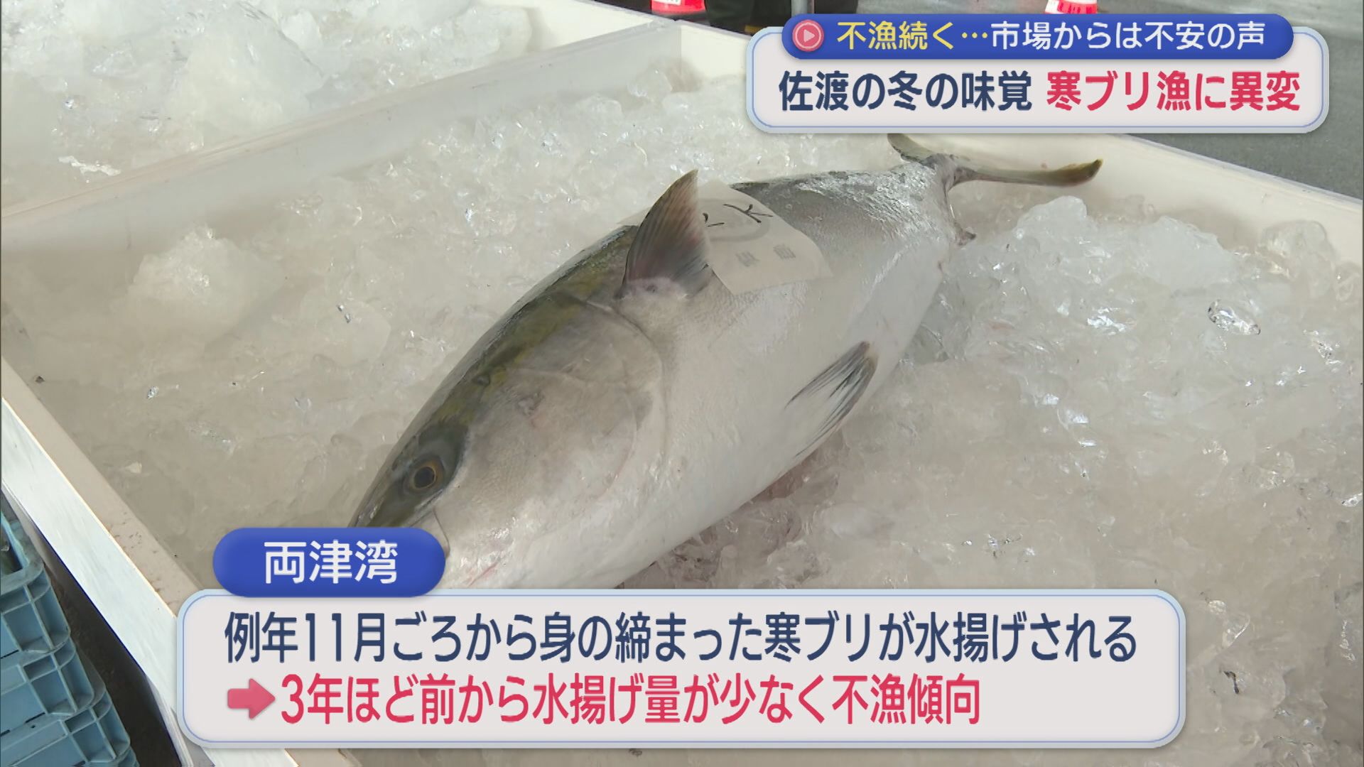 不漁続く･･･佐渡の冬の味覚「寒ブリ」漁に異変、市場からは不安の声【新潟･佐渡市】 2025年12月08日(月)