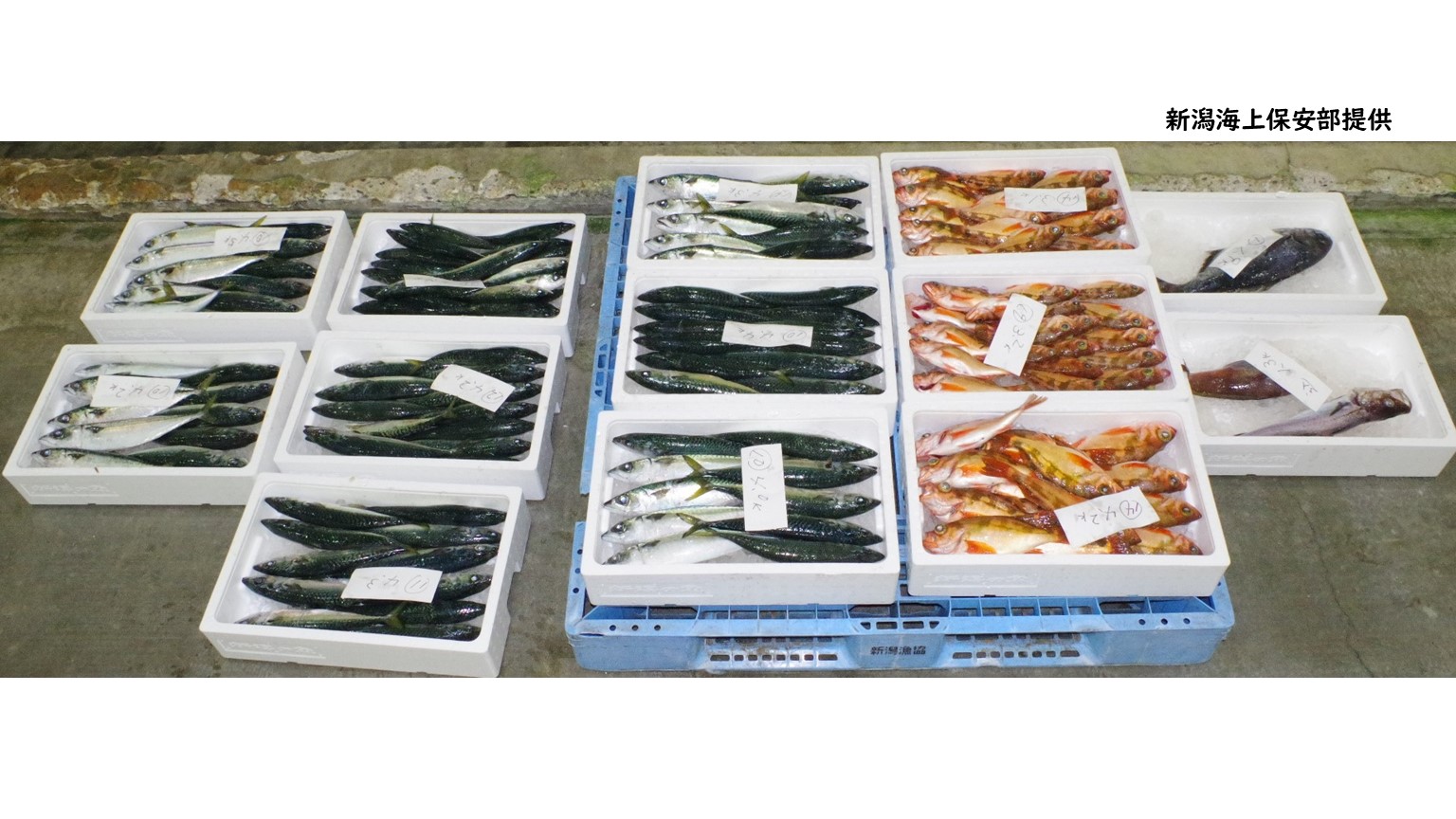 粟島沖でウスメバルやサバなど 違法に漁をしていた漁師の男を書類送検【新潟】 2025年12月09日(火)