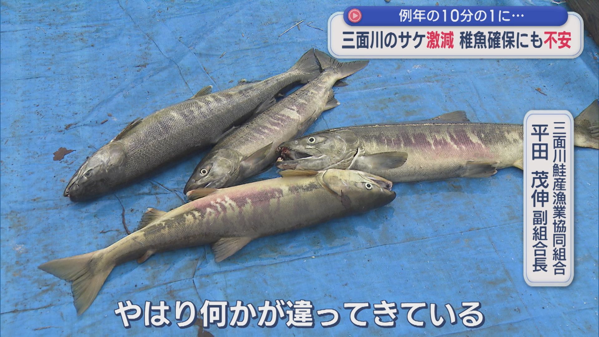 三面川のサケの漁獲量激減「何かが違ってきている」10分の1に 稚魚放流にも影響【新潟･村上市】 2025年12月09日(火)