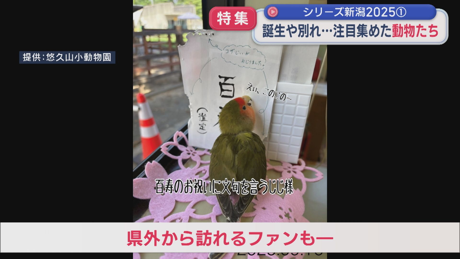 【特集】誕生や別れ、人間の生活をおびやかす動物の出没も･･･注目集めた動物たち：シリーズ新潟2025①【新潟】 2025年12月11日(木)