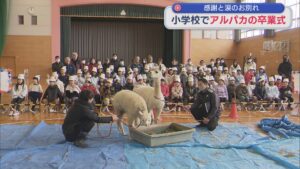 休みの日も欠かさず 児童が飼育のアルパカ「リリーとニーナ」卒業式【新潟･見附市】 2025年12月12日(金)
