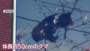 南魚沼市のスキー場近くにクマ出没 緊急銃猟で駆除【新潟】 2025年12月15日(月)